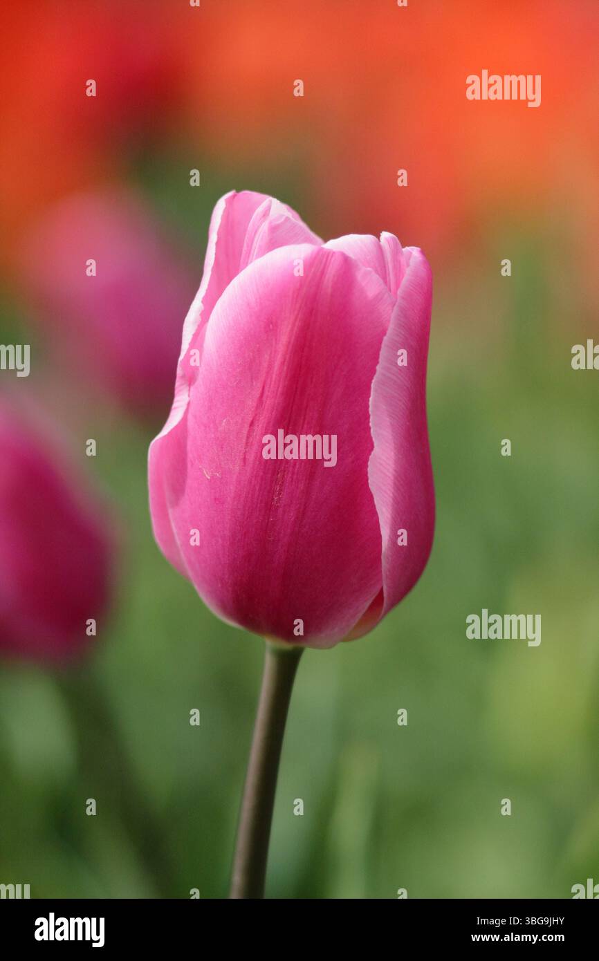 Tulipa Happy Family. Tulip Happy Family blüht im April. UK Stockfoto