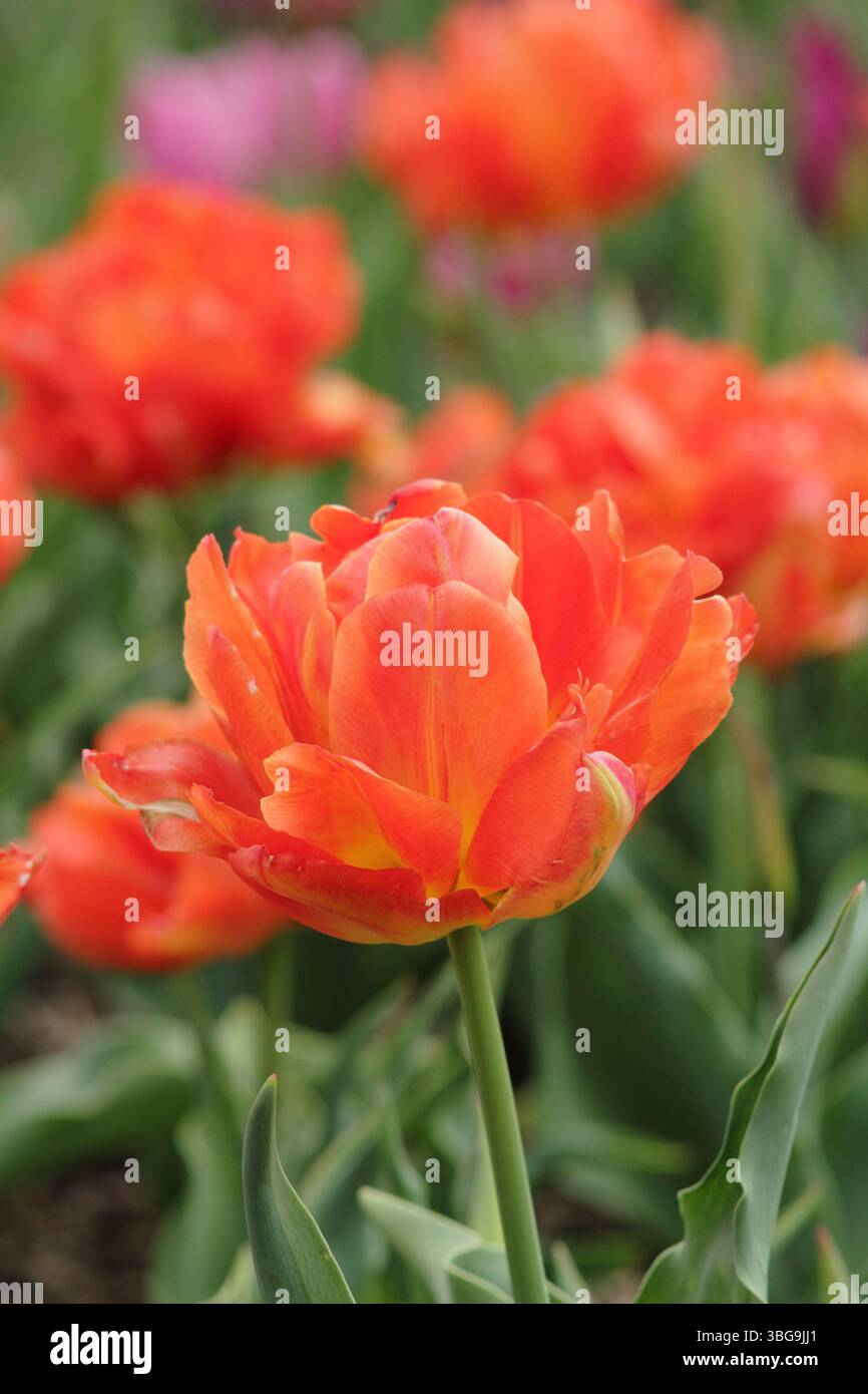 Tulipa Monte Orange. Tulpe Monte Orange, Doppeltulpe mit leuchtenden Orangenblüten im April. UK Stockfoto