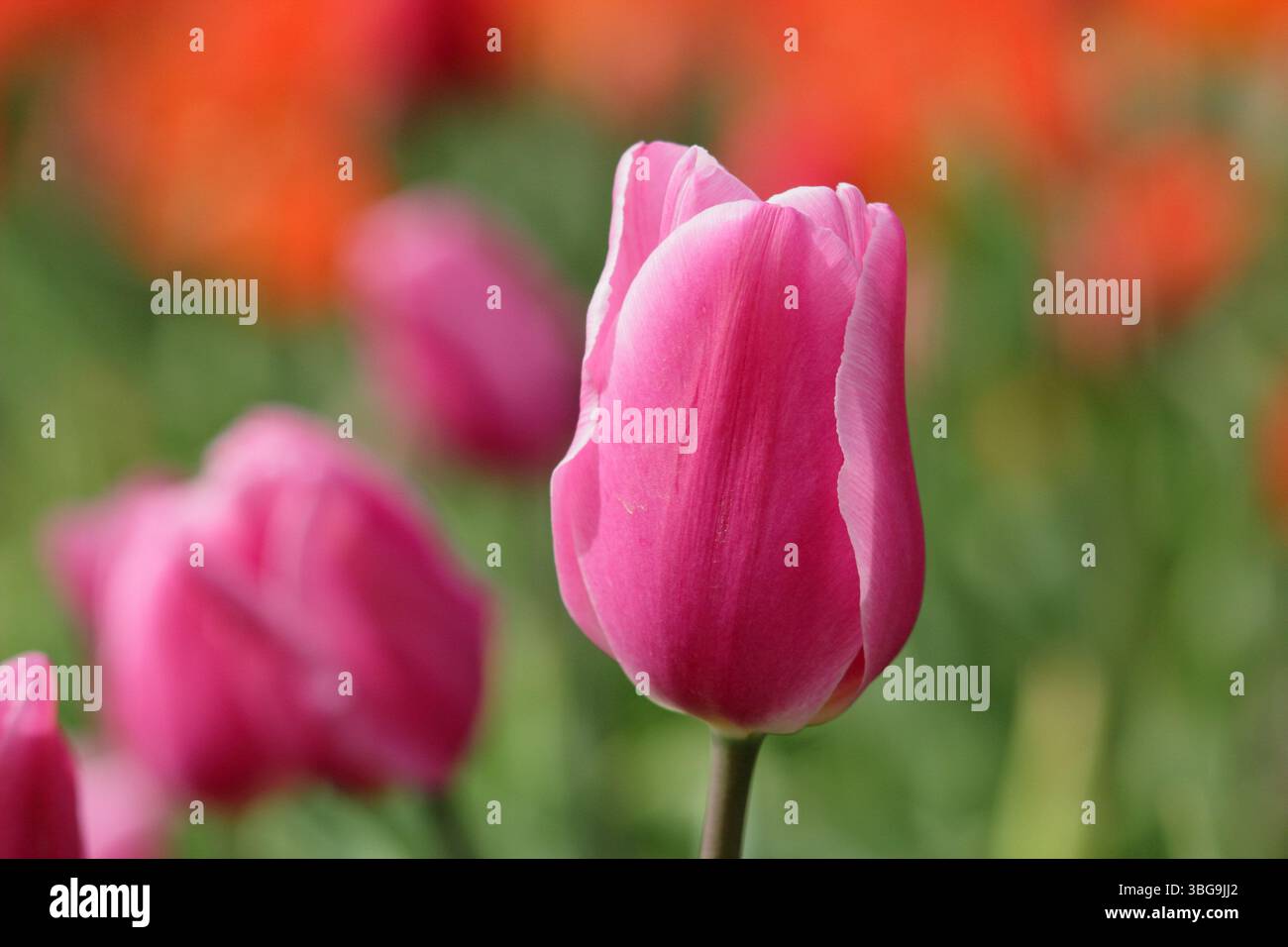 Tulipa Happy Family. Tulip Happy Family blüht im April. UK Stockfoto