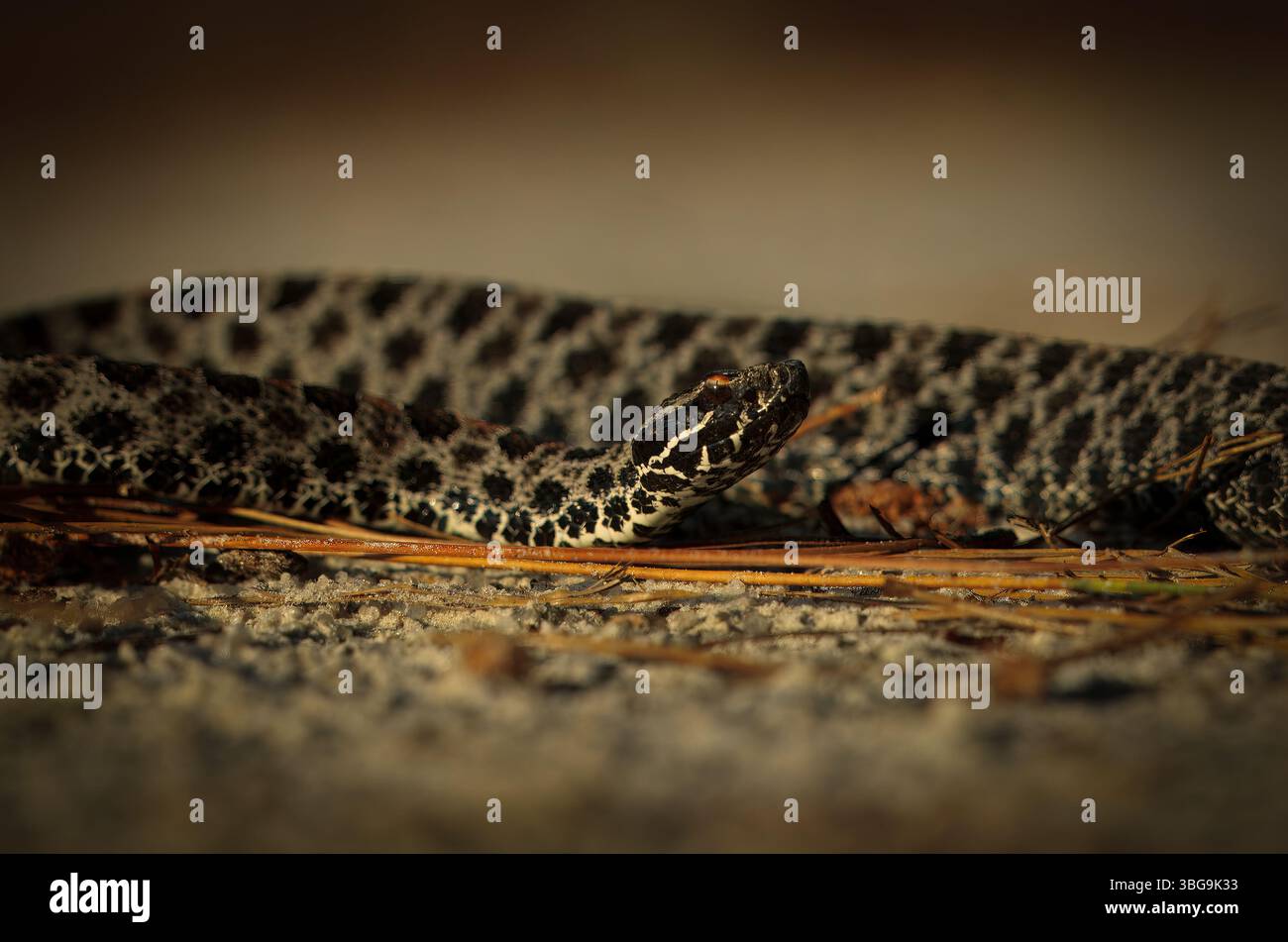 Eine düster aussehende Dusky Pygmy Klapperschlange, fotografiert auf einer Hinterstraße von Georgia. Stockfoto
