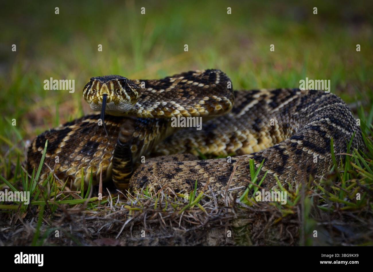 Eine Erwachsene Eastern Diamondback Rattlesschlange in defensiver Haltung in Südgeorgien. Stockfoto