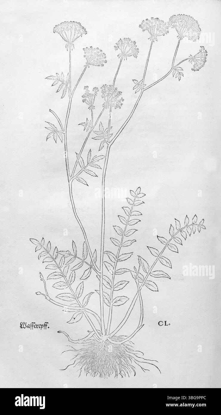 Berula erecta (Berula erecta), Holzschnitt von Leonhart Fuchs, aus New Kreueterbuch, neues Kraeuterbuch, Michael Isingrin, Basel, Schweiz, 1543, Europ Stockfoto