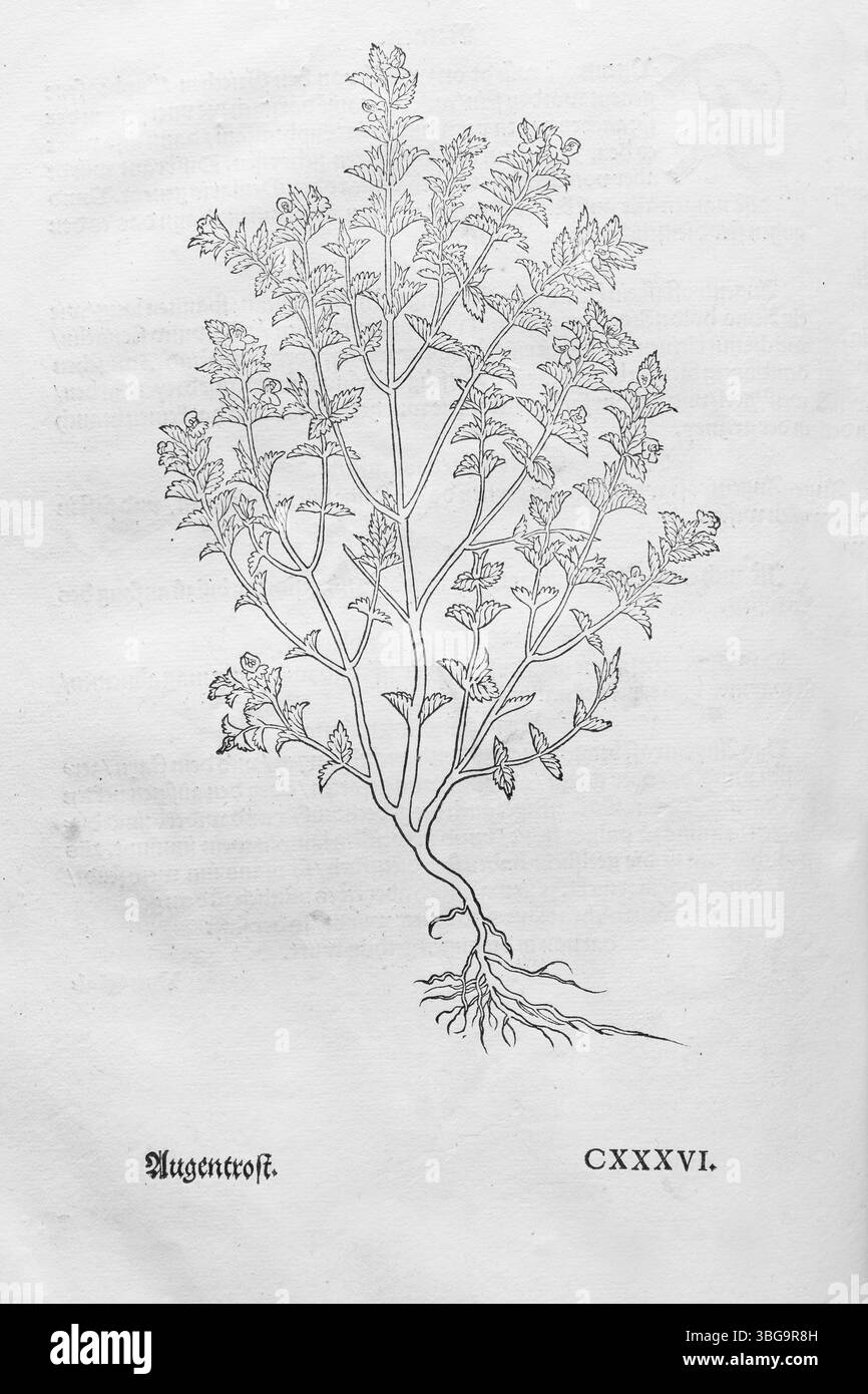 Gewöhnlicher Augentrost, gewöhnlicher Augentrost, echter Augentrost (Euprahsia rostkoviana), Holzschnitt von Leonhart Fuchs, aus dem Neuen Kreueterbuch, neues Kraeuterbuch, mich Stockfoto