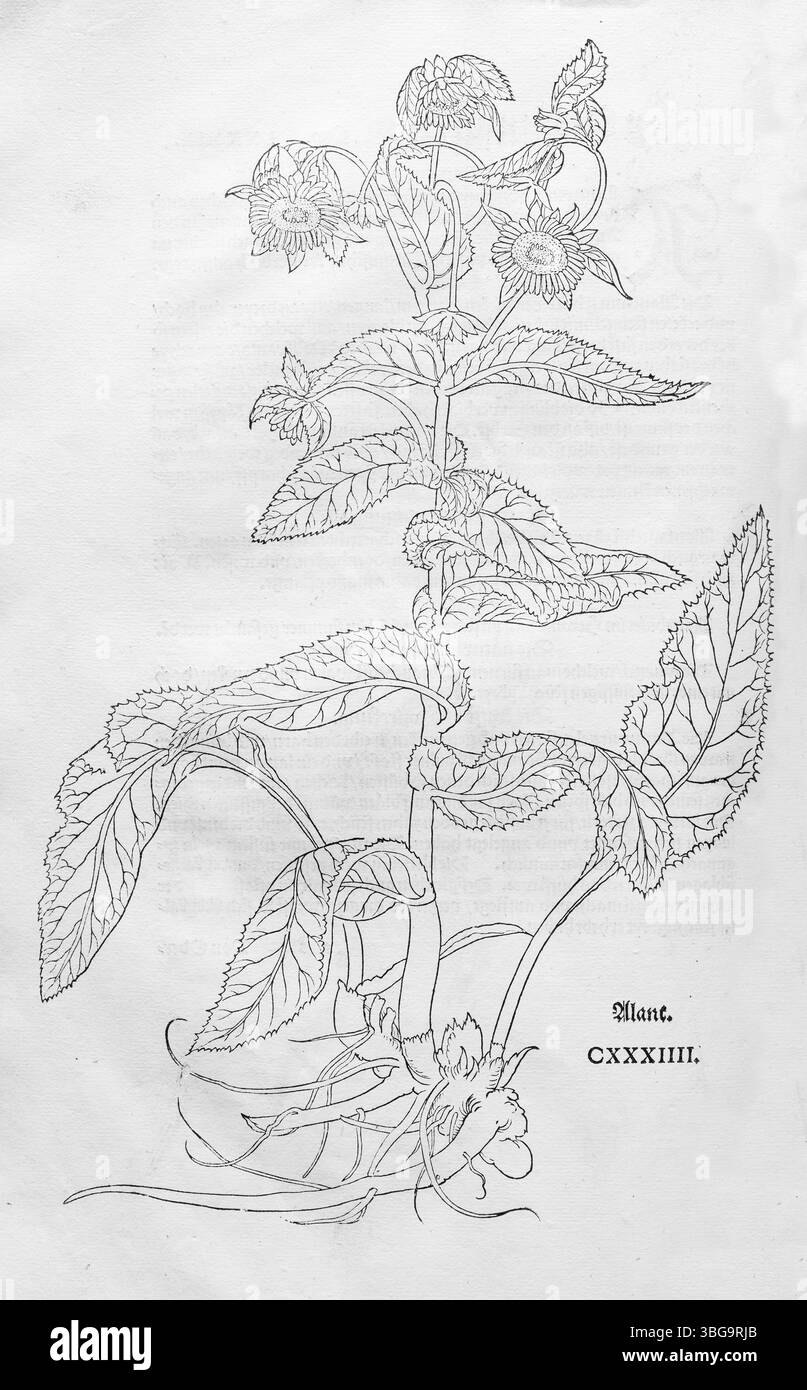 Original Aland (Inula helenium), Holzschnitt von Leonhart Fuchs, aus New Kreueterbuch, neues Kraeuterbuch, Michael Isingrin, Basel, Schweiz, 1543, Euro Stockfoto