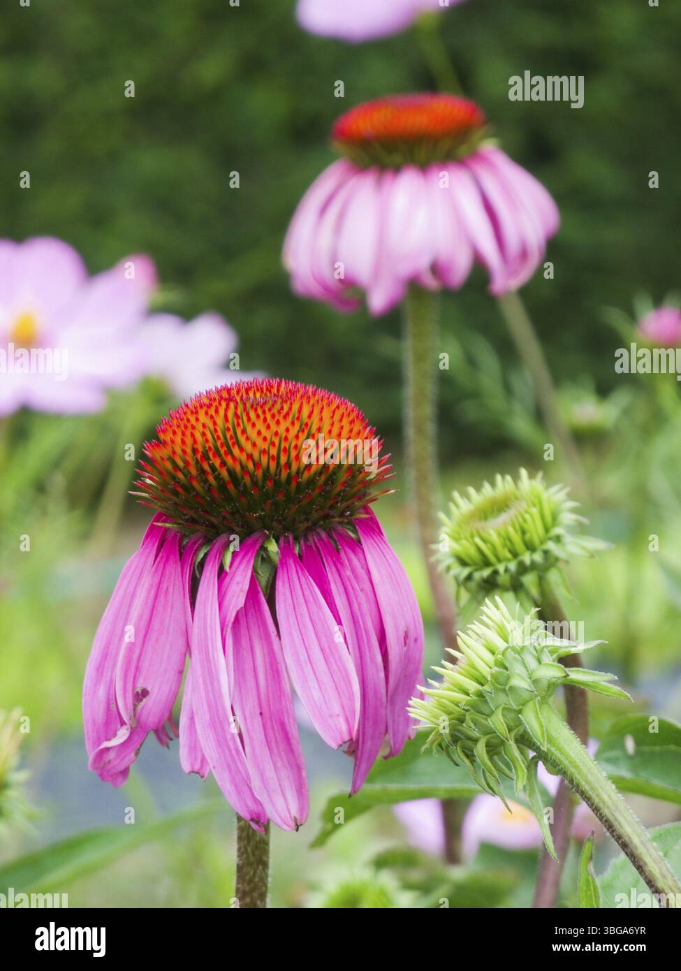 Seitliche Nahaufnahme von zwei violetten Blütenblumen (Echinacea purpurea), die sich hintereinander vor einem verschwommenen Wiesenhintergrund befinden Stockfoto