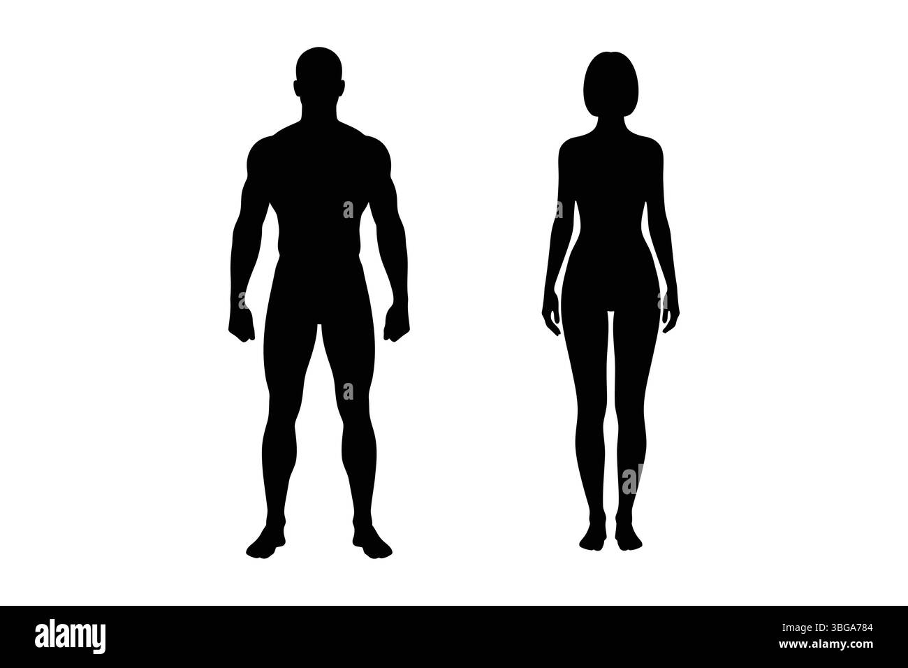 Menschliche Körper Silhouetten männliche und weibliche Anatomie Diagramm für medizinische oder pädagogische Zwecke Vektor-Illustration Stock Vektor