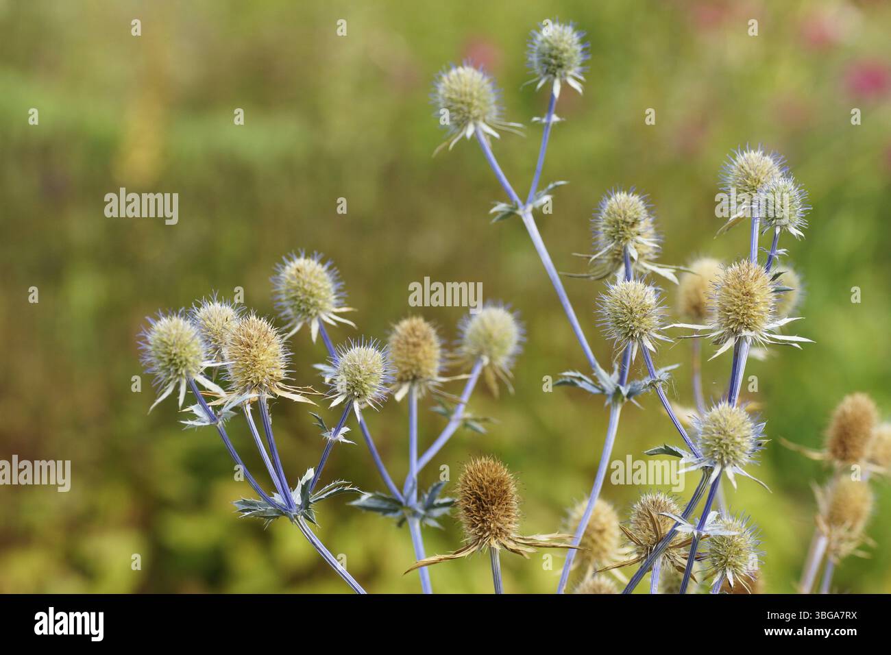 Mannstreu - Blaudistel - Eryngium planum Stockfoto
