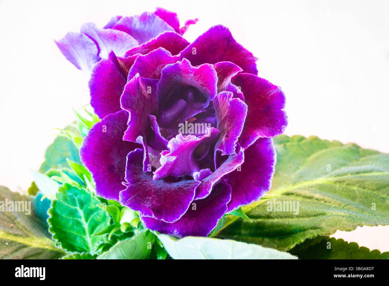 Detailgetreues Bild einer leuchtenden violetten Doppelgloxinia-Blume Stockfoto