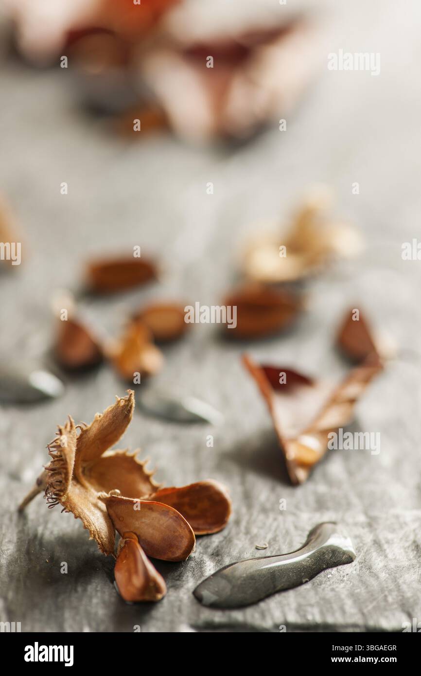 Nahaufnahme einer offenen Bechut-Frucht mit drei Samen und langen Wassertröpfchen auf hellem Schieferhintergrund in der Seitenfensterleuchte Stockfoto