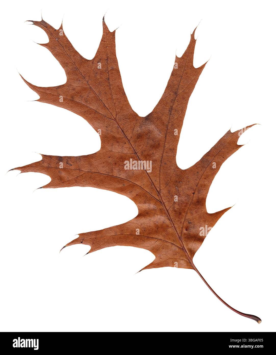 Einzelnes verwelktes Blatt einer amerikanischen Eiche, auch bekannt als rote Eiche (Quercus rubra) auf weißem Hintergrund Stockfoto