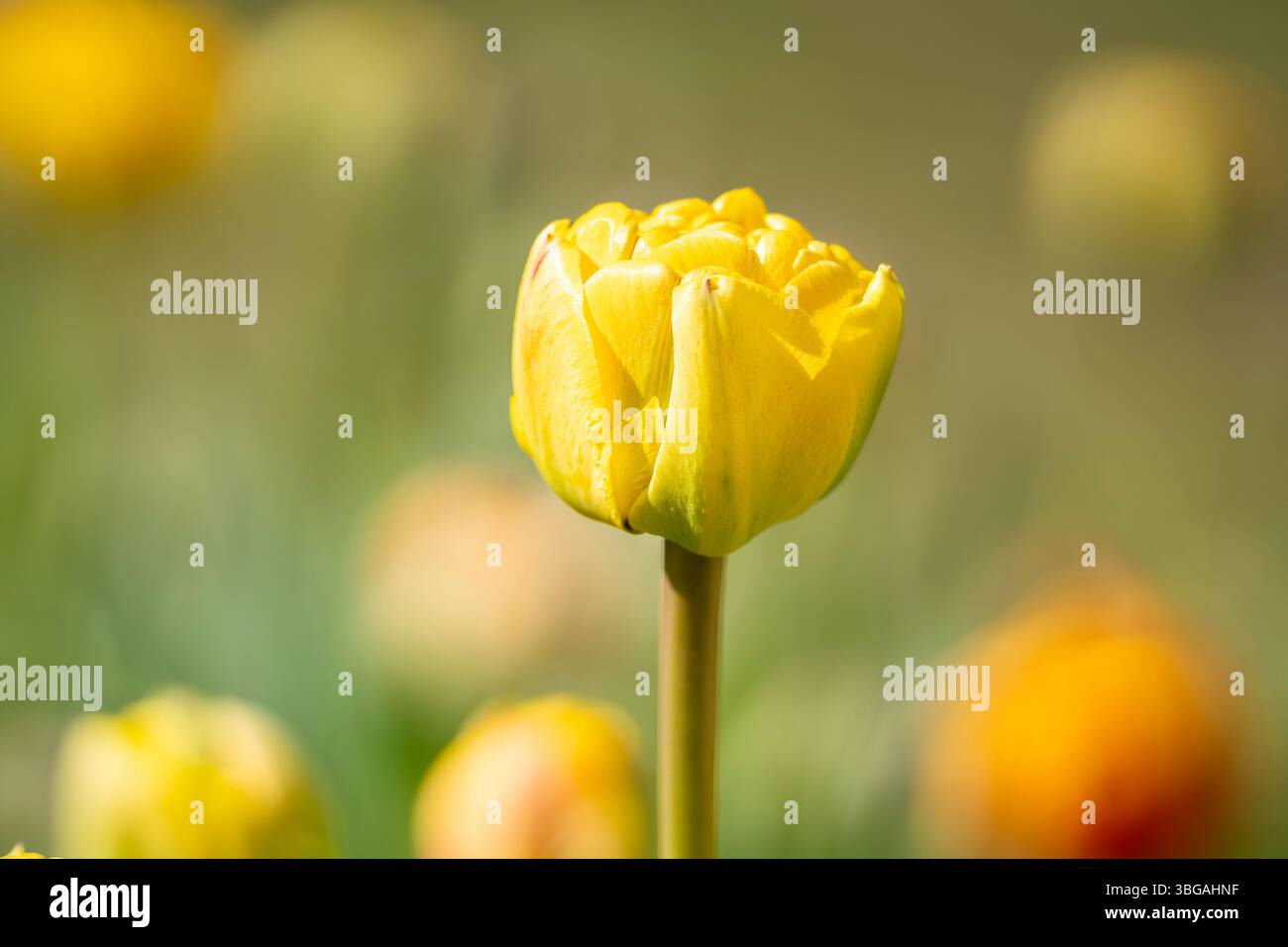 Großaufnahme einer gelben Doppeltulpe Gudoshnik Doppelknospe. Gudoshnik Doppel-Tulpe im Frühlingsgarten. Idee für Postkarten, Grüße, Einladungen, Poster. Stockfoto