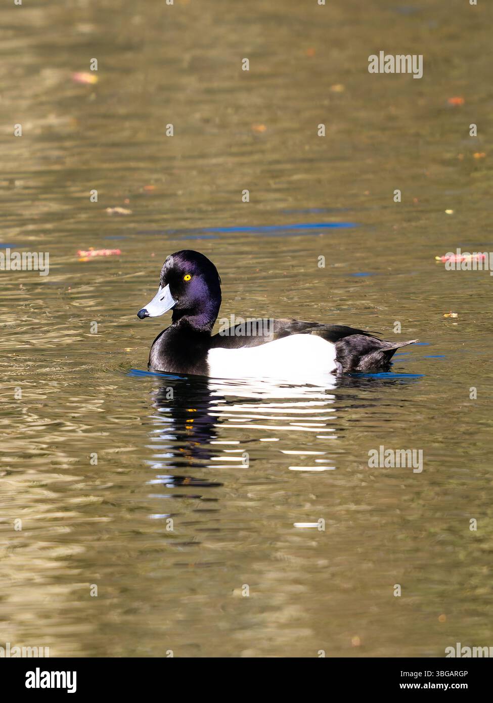 Eine männliche getuftete Ente oder getuftete Pochard, Aythya fuligula, schwimmt auf einem See. Stockfoto