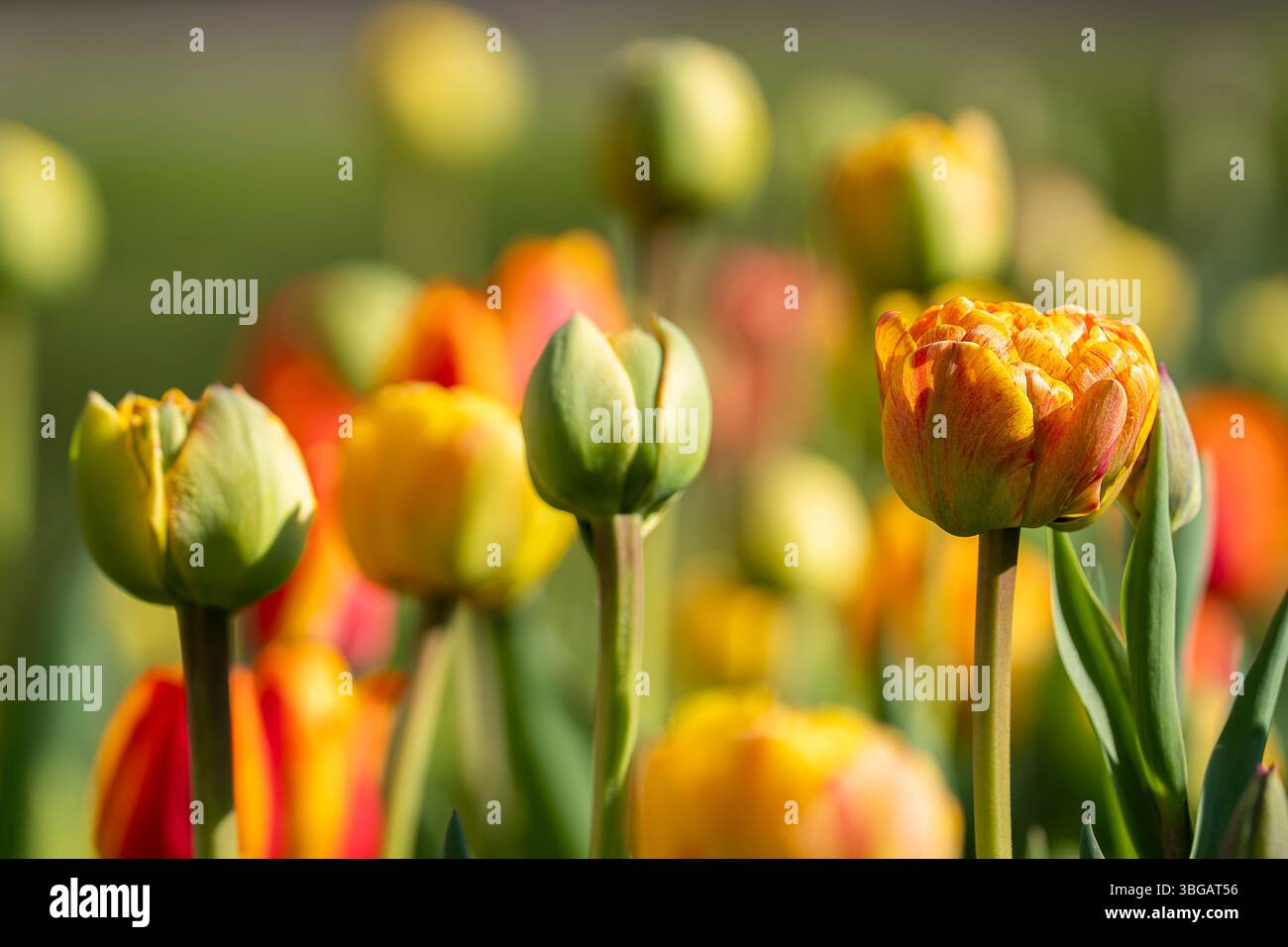 Nahaufnahme einer blühenden Knospe von doppelter Tulpe Gudoshnik Double. Gudoshnik Doppeltulpen im Frühlingsgarten. Idee für Postkarten, Grüße, Einladungen. Stockfoto