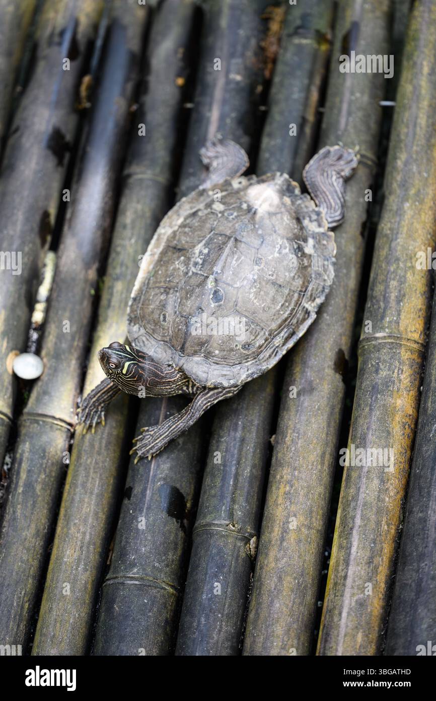 Beschreibung: Draufsicht auf eine einzige Quachita Karte Schildkröte dehnt und entspannt. Baden-Württemberg, Deutschland. Stockfoto