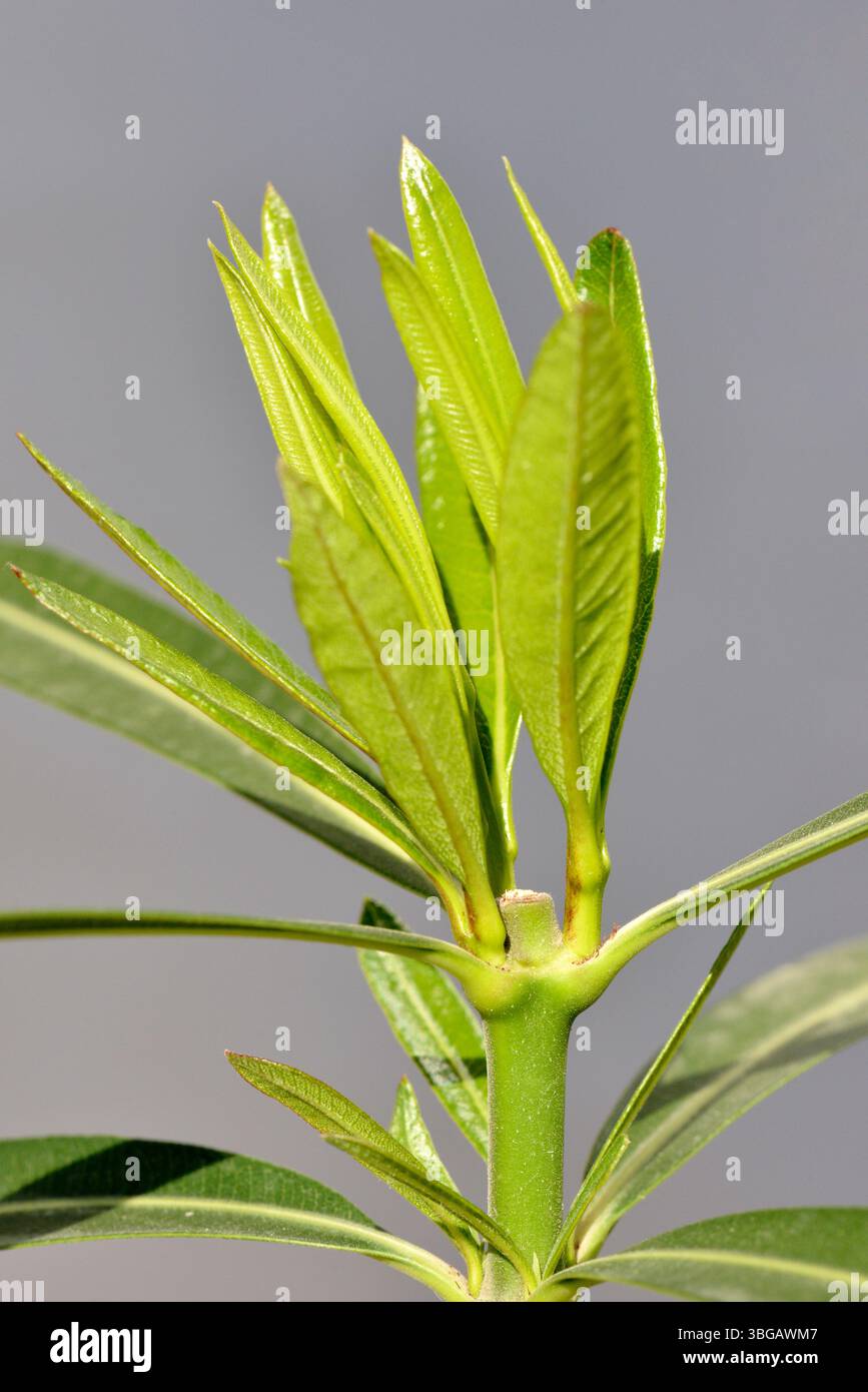 Neue Triebe und frische grüne Blätter auf einer Topf-Nerium-Oleander-Zimmerpflanze nach dem Frühjahrsschnitt, mit Details über das frühe saisonale Wachstum Stockfoto