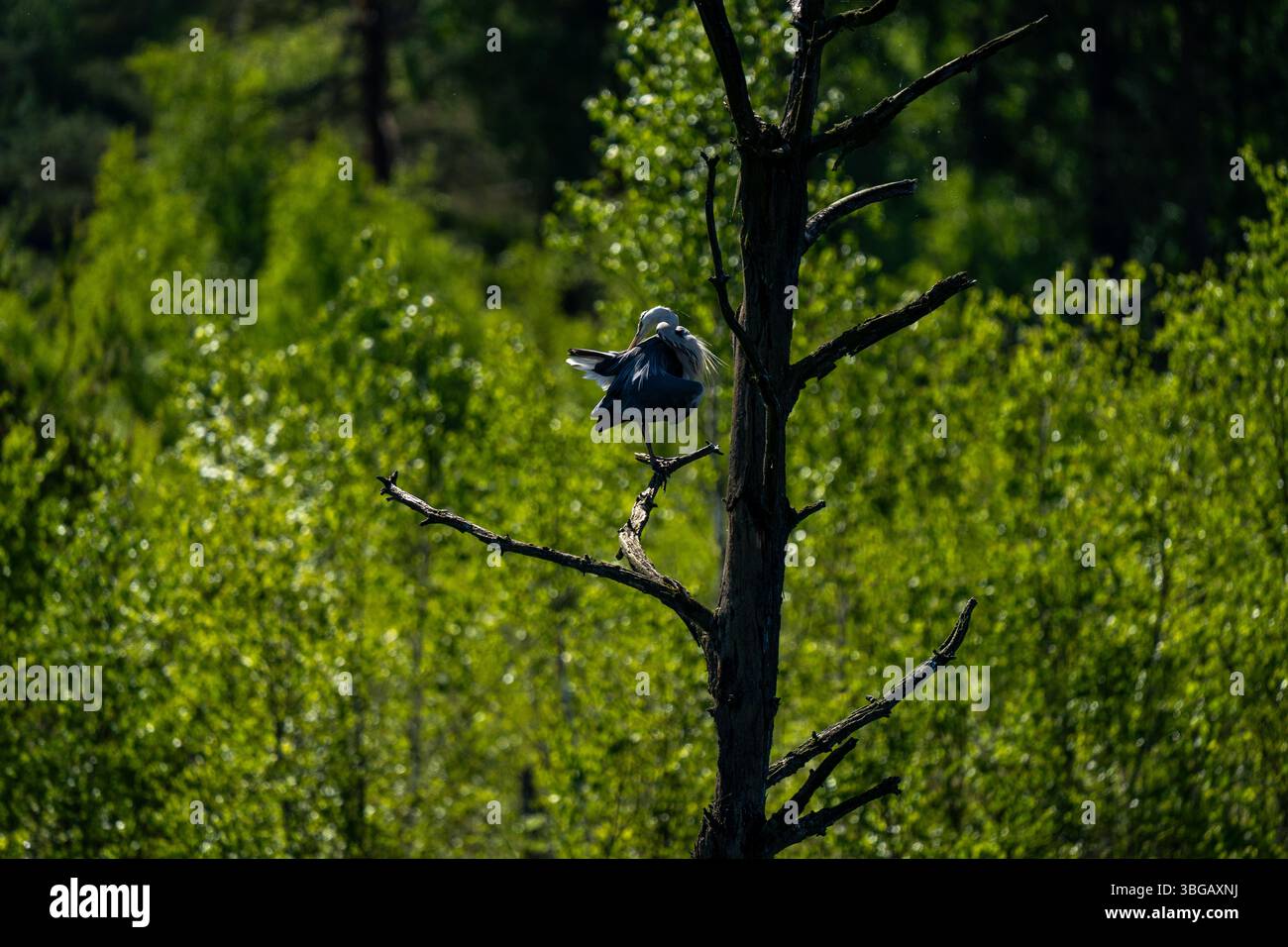 Graureiher auf dem Dead Tree in Schwenninger Moos Stockfoto