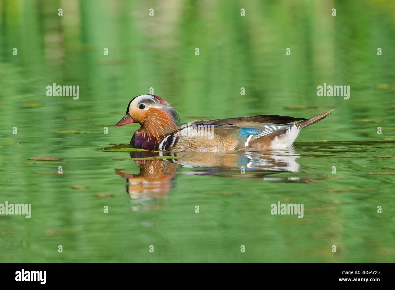 Aix galericulata, auch bekannt als Mandarinenente auf dem Teich. Schöne farbenfrohe Ente. Die Natur der Tschechischen republik. Stockfoto