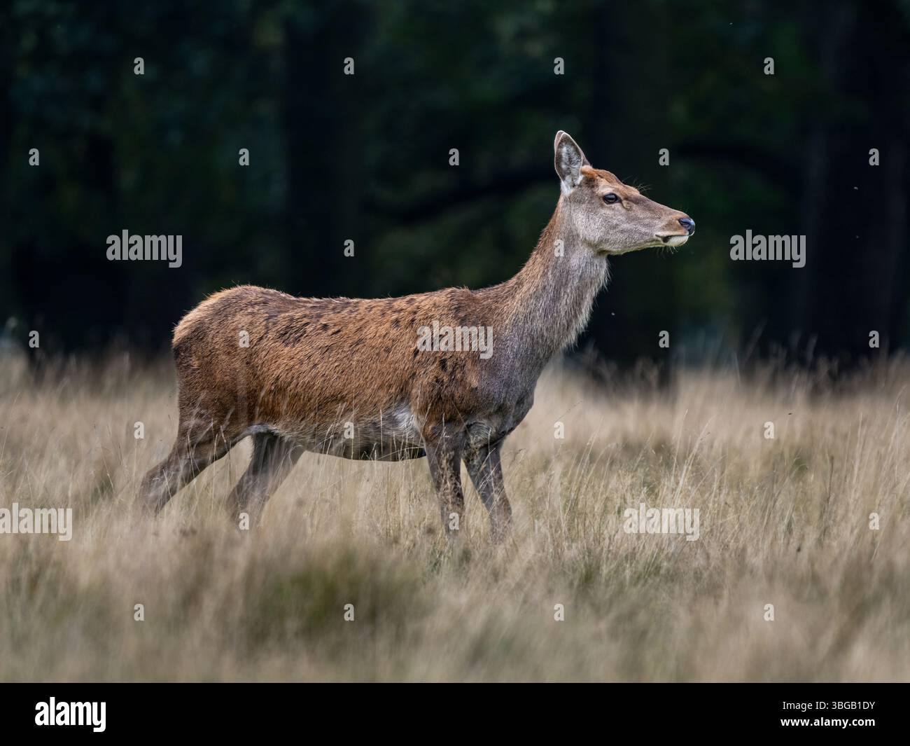 Red Deer Hind Stockfoto