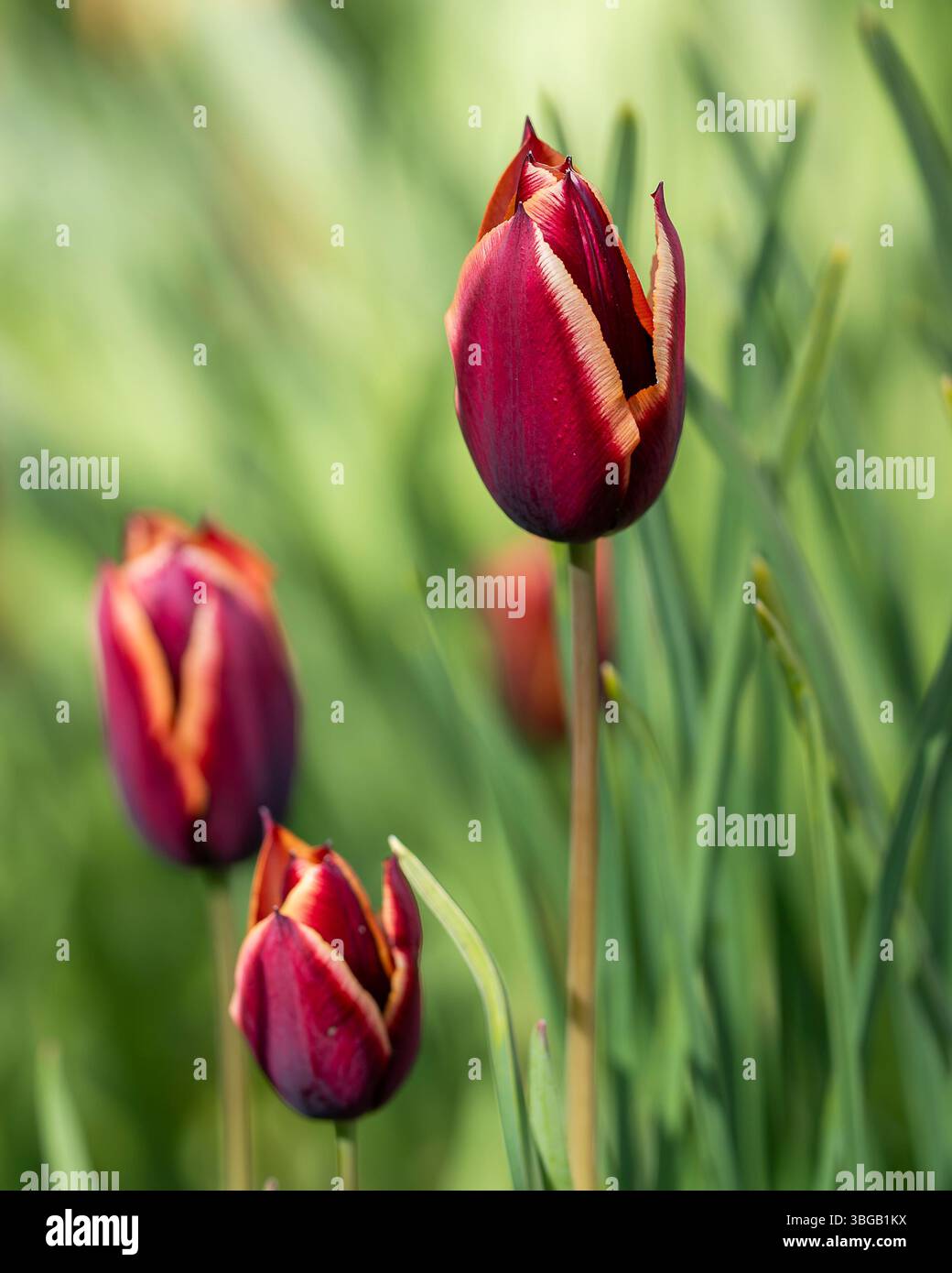 Triumph Tulpe „Slawa“ in Blume. Die Tulpe „Slawa“ ist ein markantes tiefbraunes, das an den Rändern in kupferorange und später in Silber verblasst. Idee für Postkarten. Stockfoto