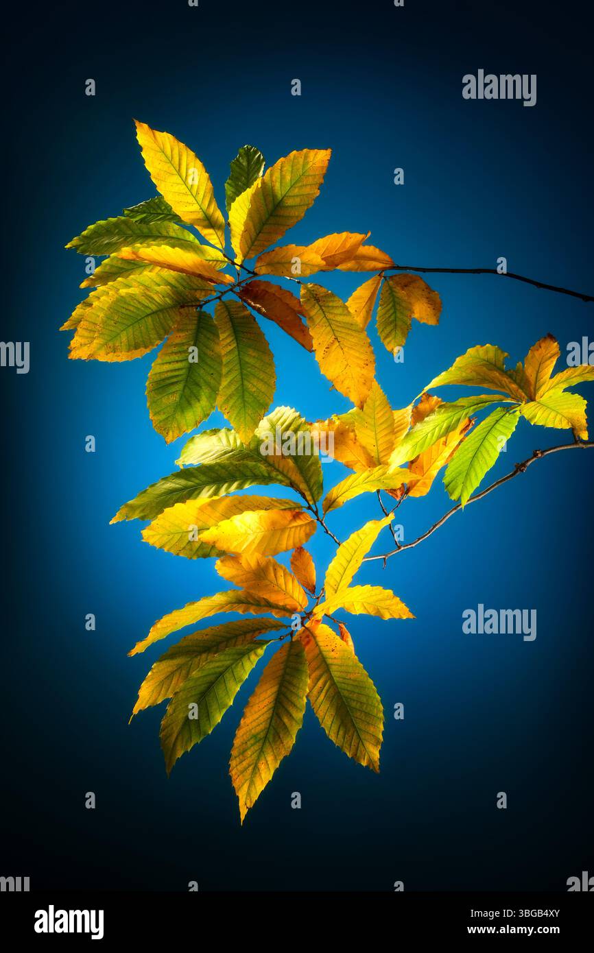 Bunte Herbstkastanienblätter, Studio-Nahaufnahme auf dunkelblauem Hintergrund mit schöner vignettierter Beleuchtung Stockfoto Bunte Herbstkastanienblätter, Studio-Nahaufnahme auf dunkelblauem Hintergrund mit schöner vignettierter Beleuchtung Stockfoto