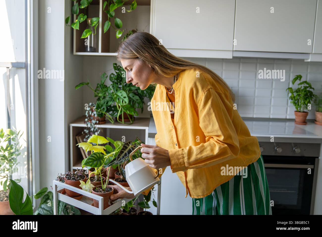 Fokussierte Frau gießt Wasser in Blumentopf mit Zimmerpflanze auf Wagen vom Gießwagen zu Hause Stockfoto