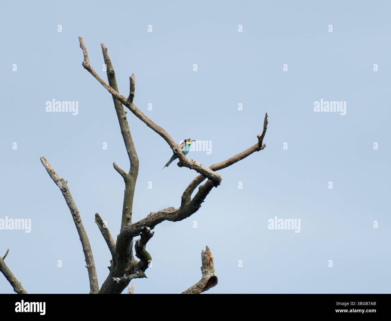 Europäischer Bienenfresser (Merops apiaster) auf trockenem Baumzweig vor blauem Himmel, Yonne, Frankreich. Stockfoto