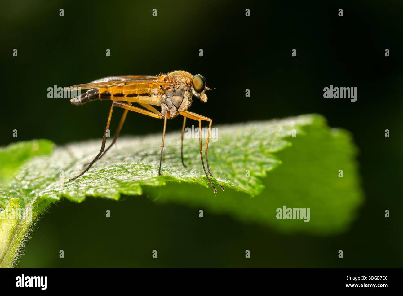 Rhagio tringarius, eine Raubfliege, hoch oben auf grünem Blatt, Yonne, Frankreich. Stockfoto