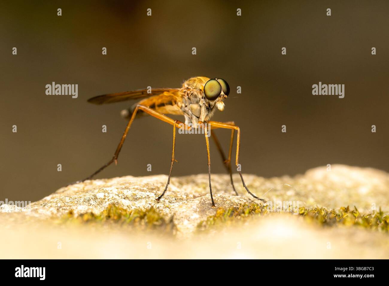 Rhagio tringarius, eine Raubfliege, hoch oben auf grünem Blatt, Yonne, Frankreich. Stockfoto