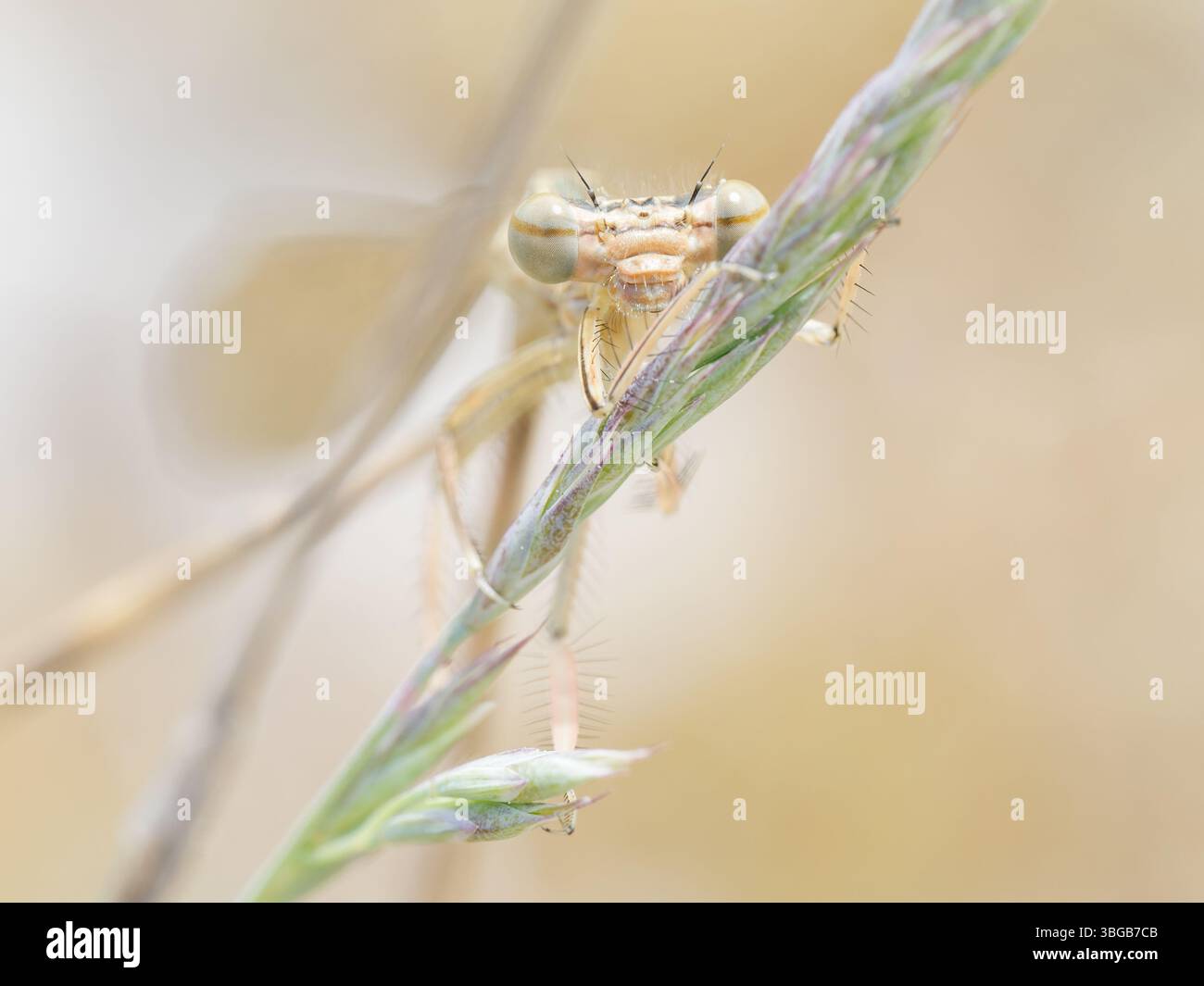 Weißbeinige Damselfliege (Platycnemis pennipes) auf Grasstiel, Nahaufnahme, Yonne, Frankreich. Stockfoto