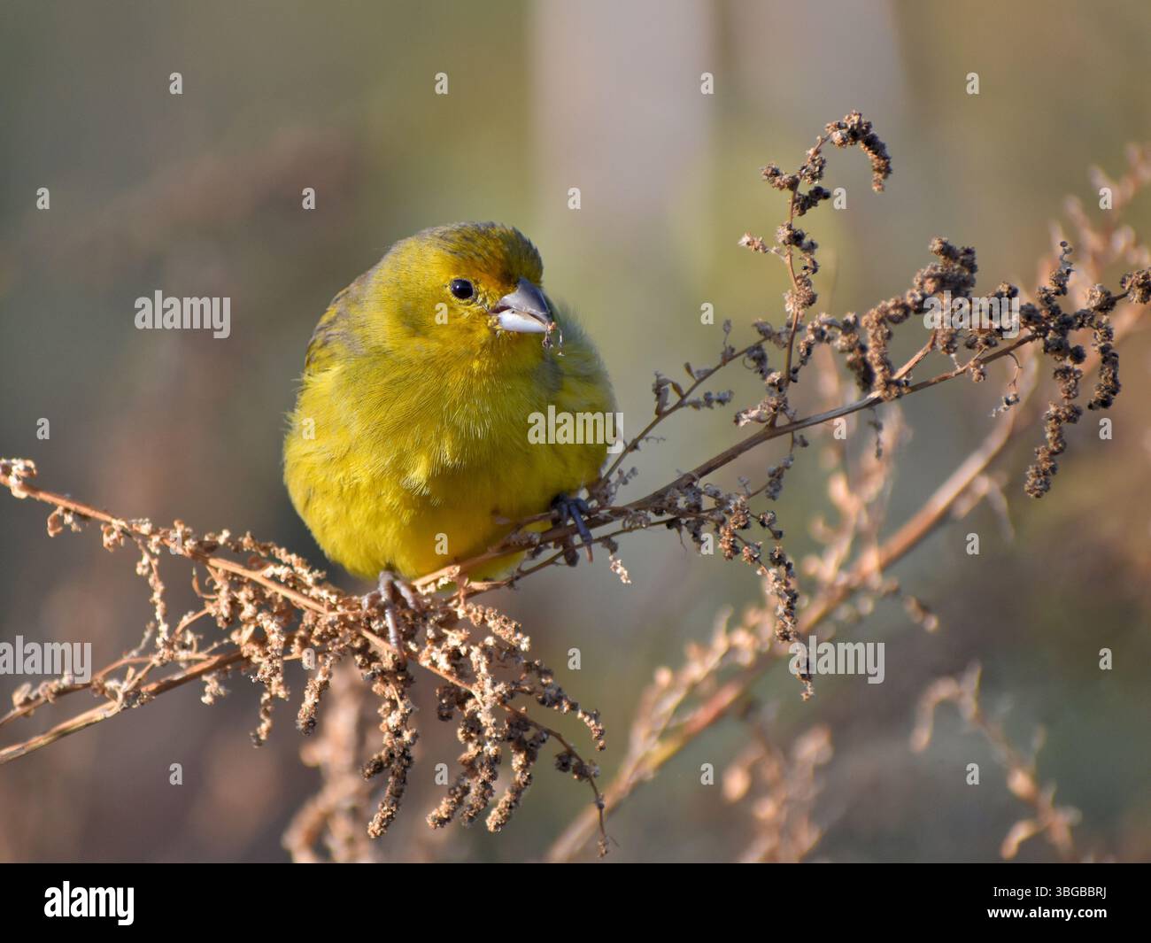 Männlicher safranfink (Sicalis flaveola), der in der Wildnis sitzt und Samen isst, Buenos Aires, Argentinien Stockfoto