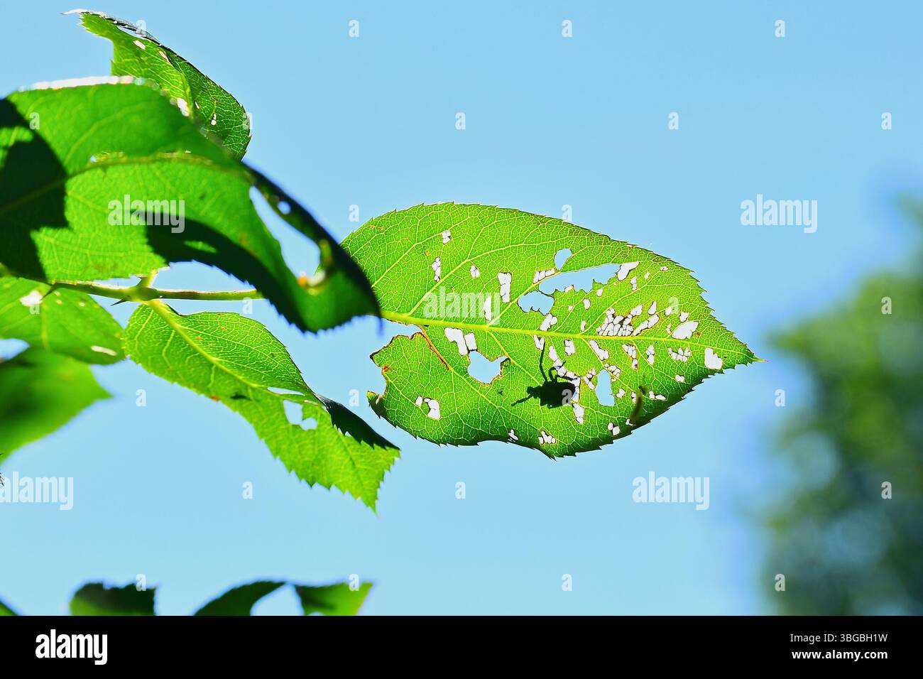 Gefleckter Laternfly-Schatten durch ein Blatt auf einem Rosenstrauch. Stockfoto