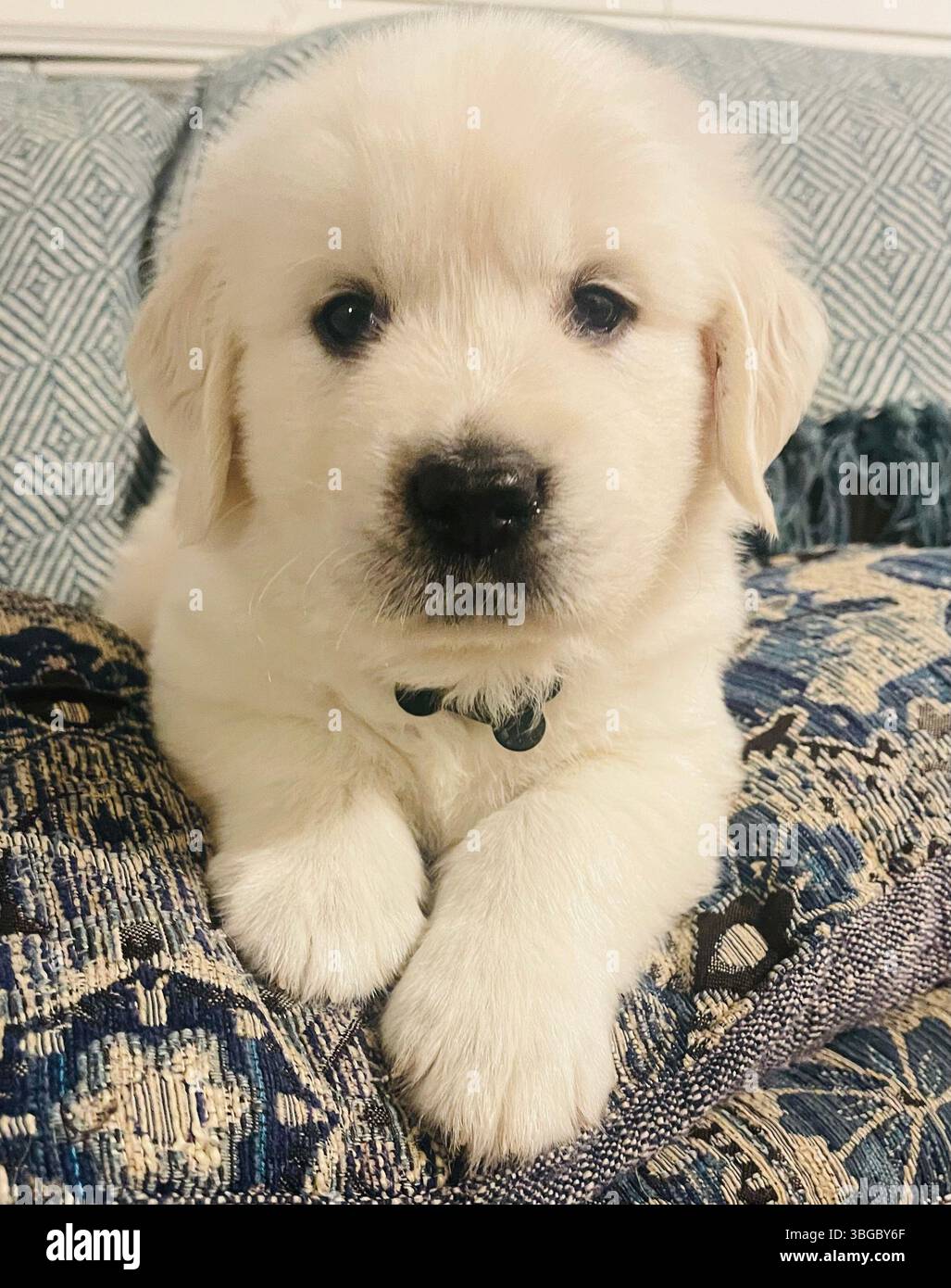 Helles goldenes Retriever-Hündchen - Smartphone-aufgenommenes Stockfoto