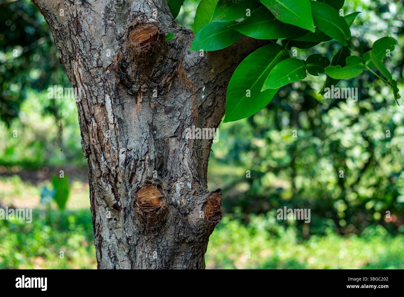 Der strukturierte Stamm eines Baumes, wahrscheinlich reif, angesichts der zerklüfteten und tief gefurchten Rinde. Die dominierenden Farben sind erdbraune und graue Farben aus der Rinde Stockfoto