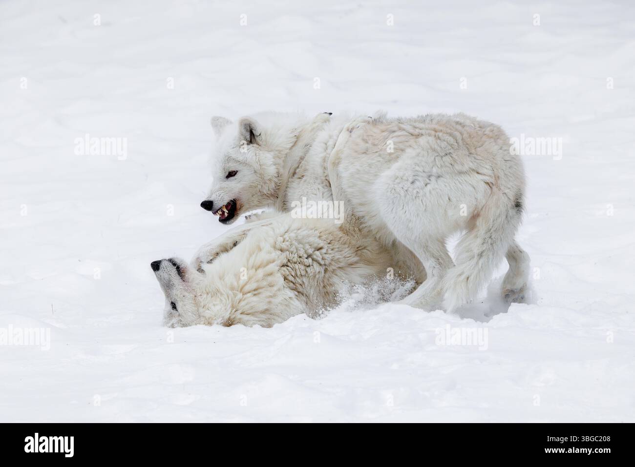 Der arktische Wolf, auch bekannt als weißer Wolf, Polarwolf und arktischer Grauwolf, ist eine Unterart des Grauwolfs, der in der hocharktischen Tundra beheimatet ist Stockfoto