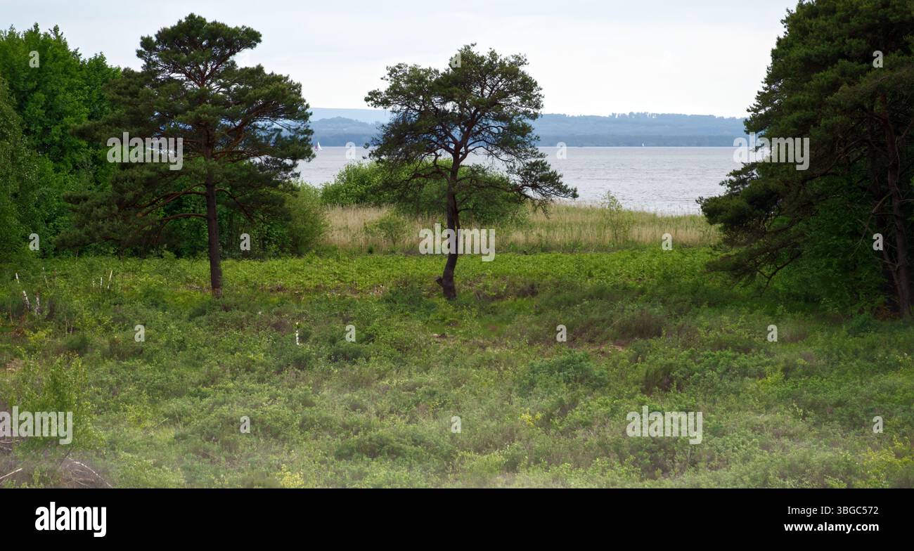 Malerischer Blick auf die schottenkiefer, die an einem bewölkten Tag am steinhudermeer, dem größten See nordwestdeutschlands, in niedersachsen wachsen Stockfoto