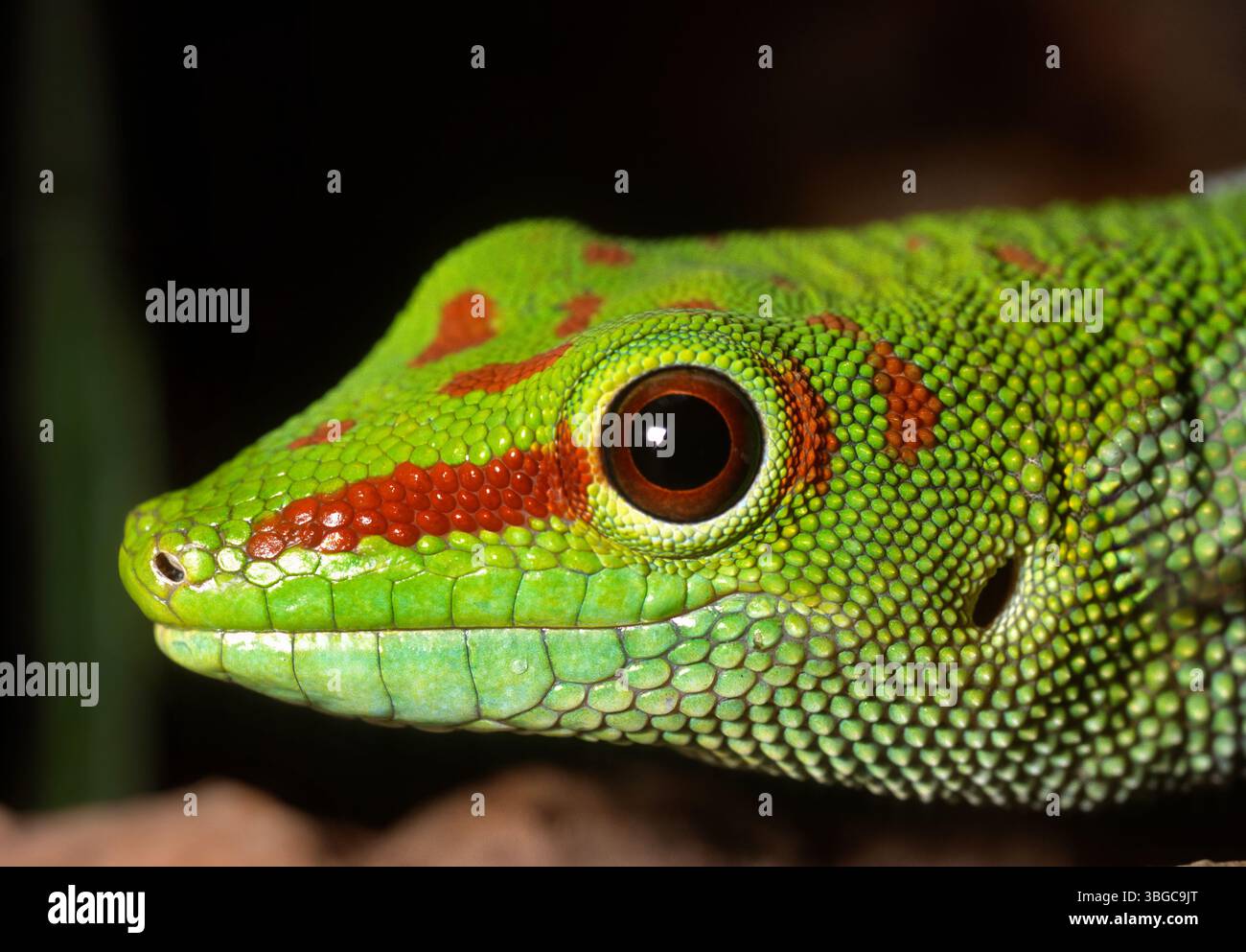 Madagaskar-Tagesgecko, Phelsuma madagascariensis, Gekkonidae Stockfoto