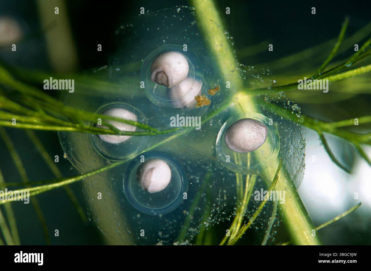 Eier von Axolotl, Ambystoma mexicanum, Salamandridae Stockfoto