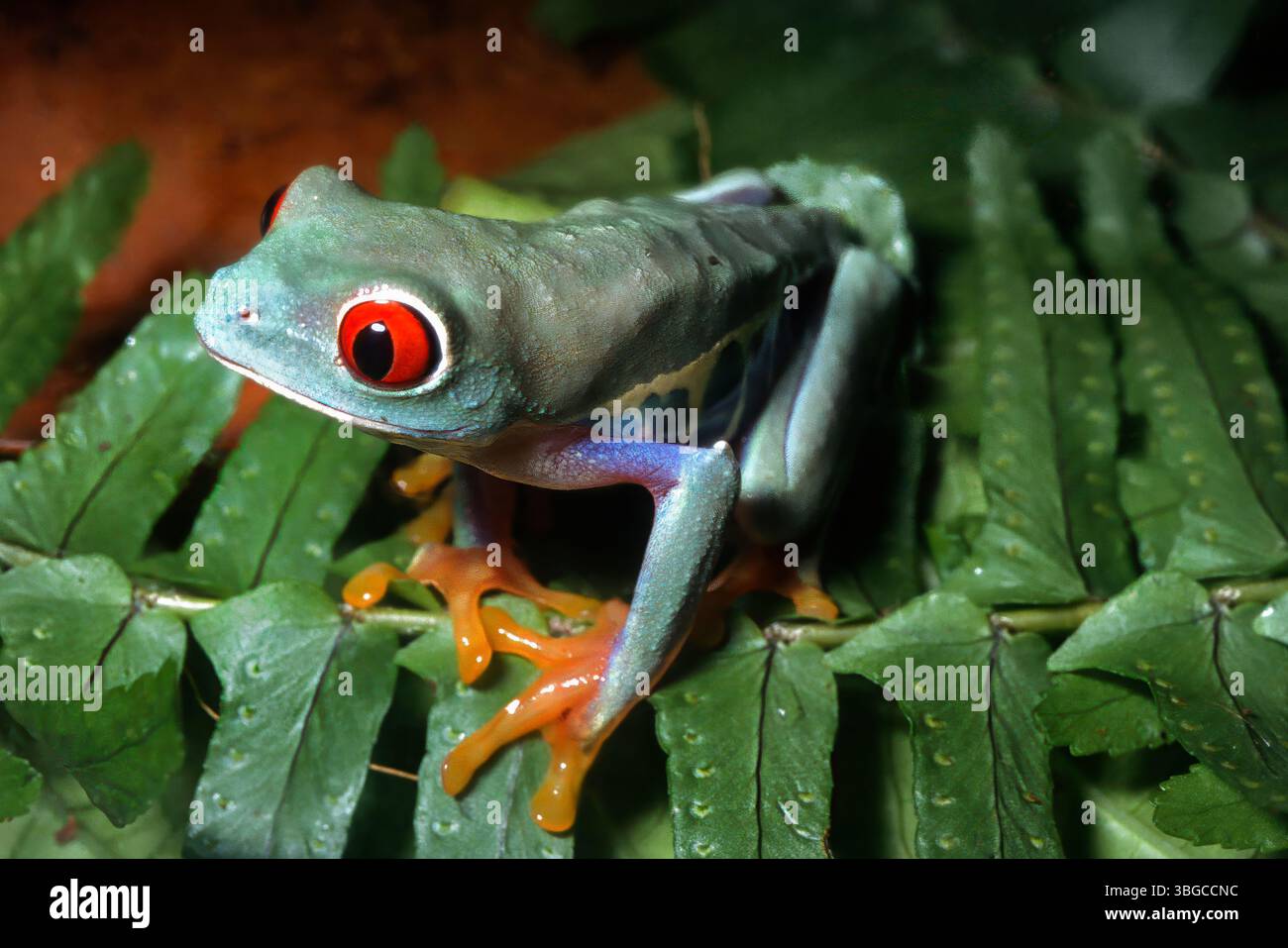 Rotäugiger Blattfrosch, Agalychnis Callidryas, Hylidae Stockfoto