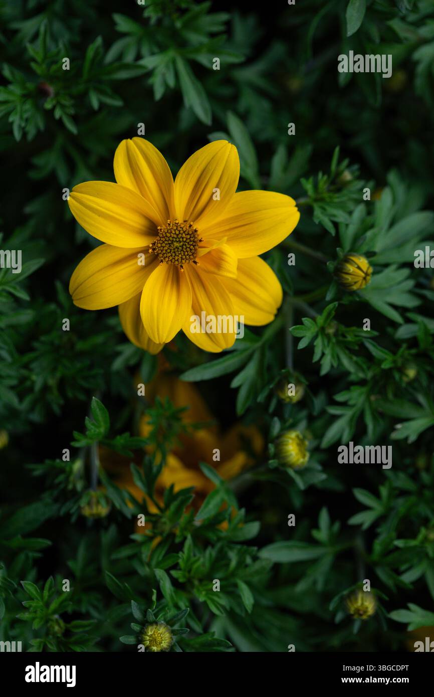 Goldene Bidenblätter, die in natürlichem Licht leuchten und die Lebendigkeit des blühenden Lebens und den dekorativen Charme von dekorativen Gartenpflanzen zum Ausdruck bringen. Stockfoto