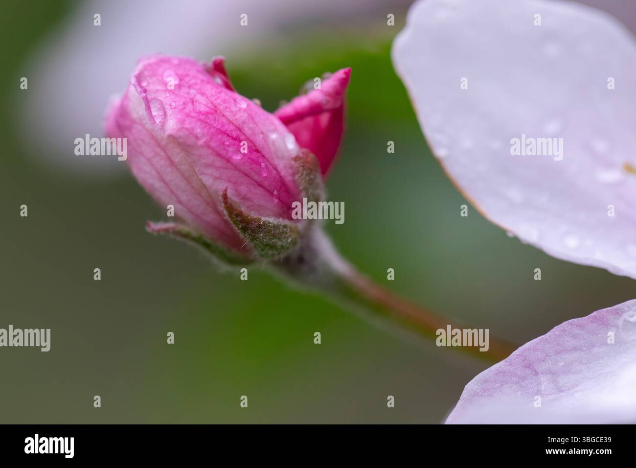Künstlerische Nahaufnahme mit winzigen Wasserperlen auf samtigen Apfelblüten, verschwommenen Blütenblättern im Hintergrund, die Fragilität, Hoffnung und Erwachen repräsentieren Stockfoto