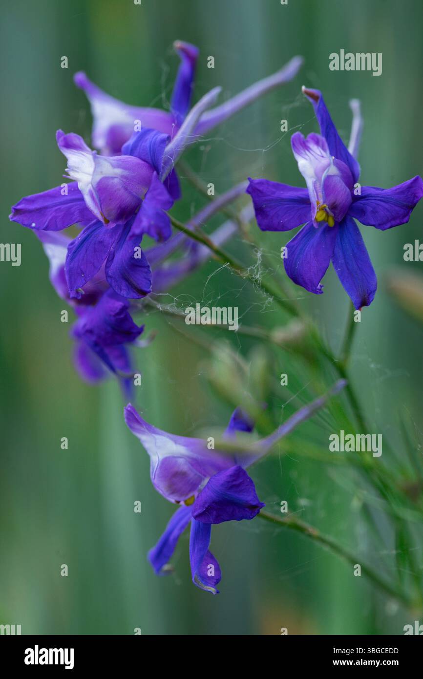 Makroaufnahme von wilden violetten Wiesenblumen (wahrscheinlich Delfinum) mit dünnen Spinnennetzen und grünen Stielen, ideal für Frühlingsthemen und ökologische Fotografie Stockfoto