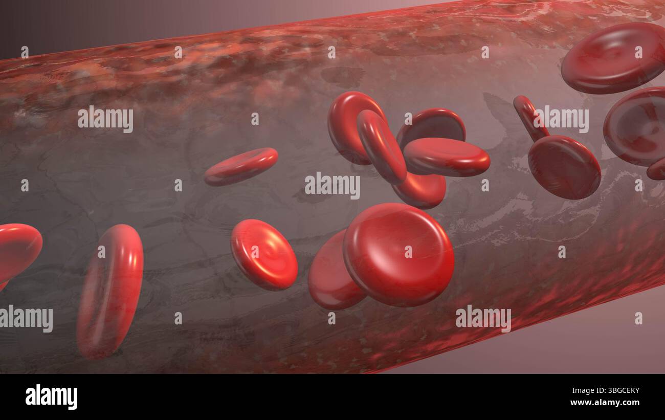 Erythrozytenfluss im Gefässsystem Stockfoto