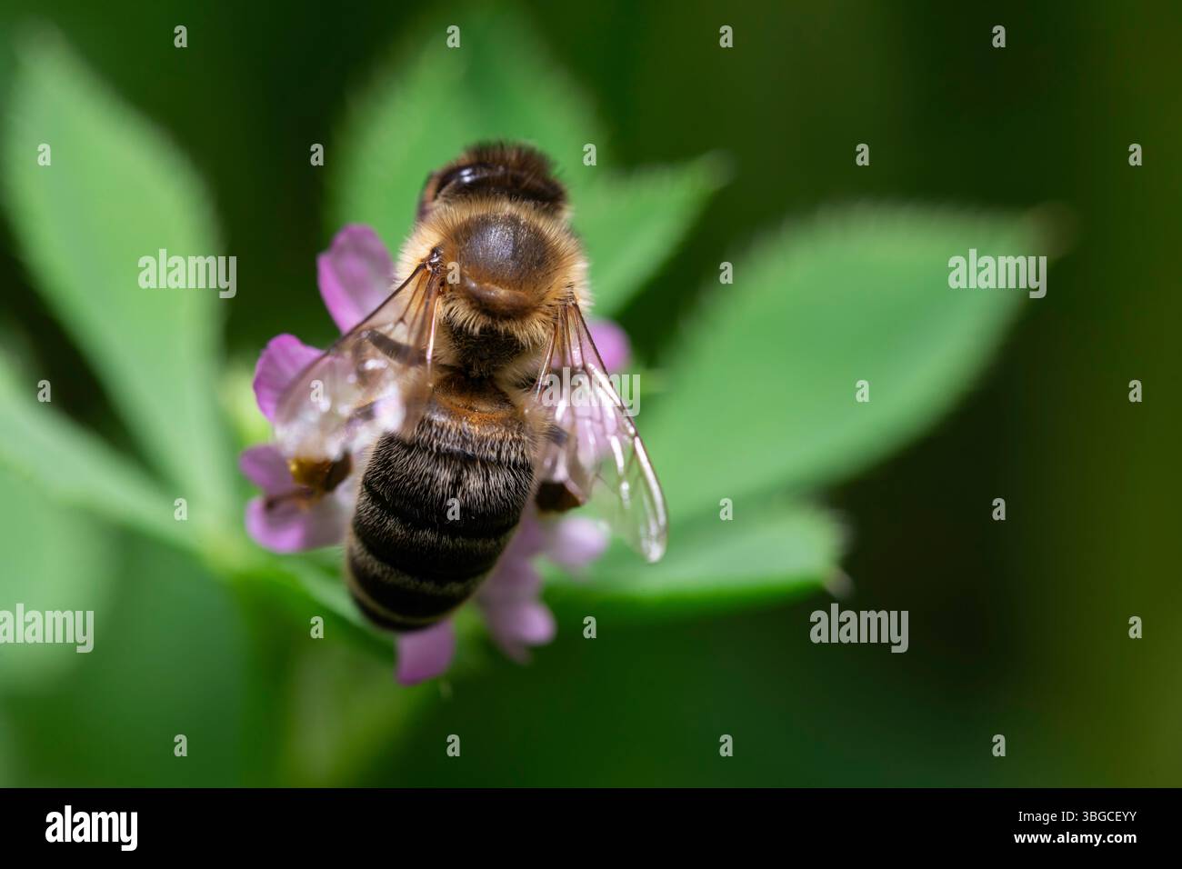 Extreme Nahaufnahme einer bestäubenden Biene auf einer winzigen violetten Blüte in natürlicher Umgebung, die ihr Fell, ihren segmentierten Körper und ihre glitzernden Flügel erfasst Stockfoto