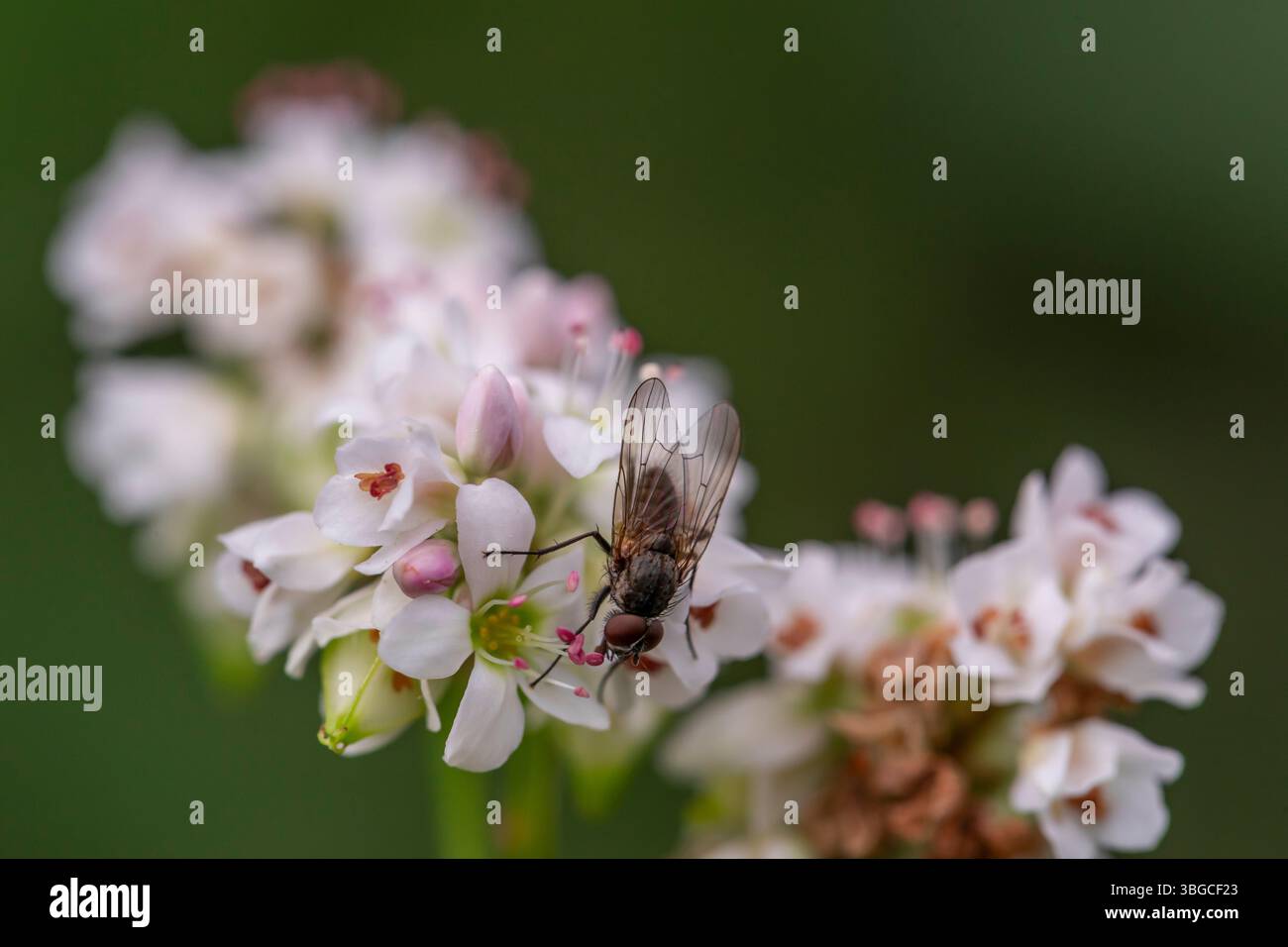 Hochauflösendes Makrobild einer Fliege, die bei Tageslicht Nektar aus blühenden weiss-rosa Blüten sammelt. Ideal für Themen wie Insektenbestäubung. Stockfoto