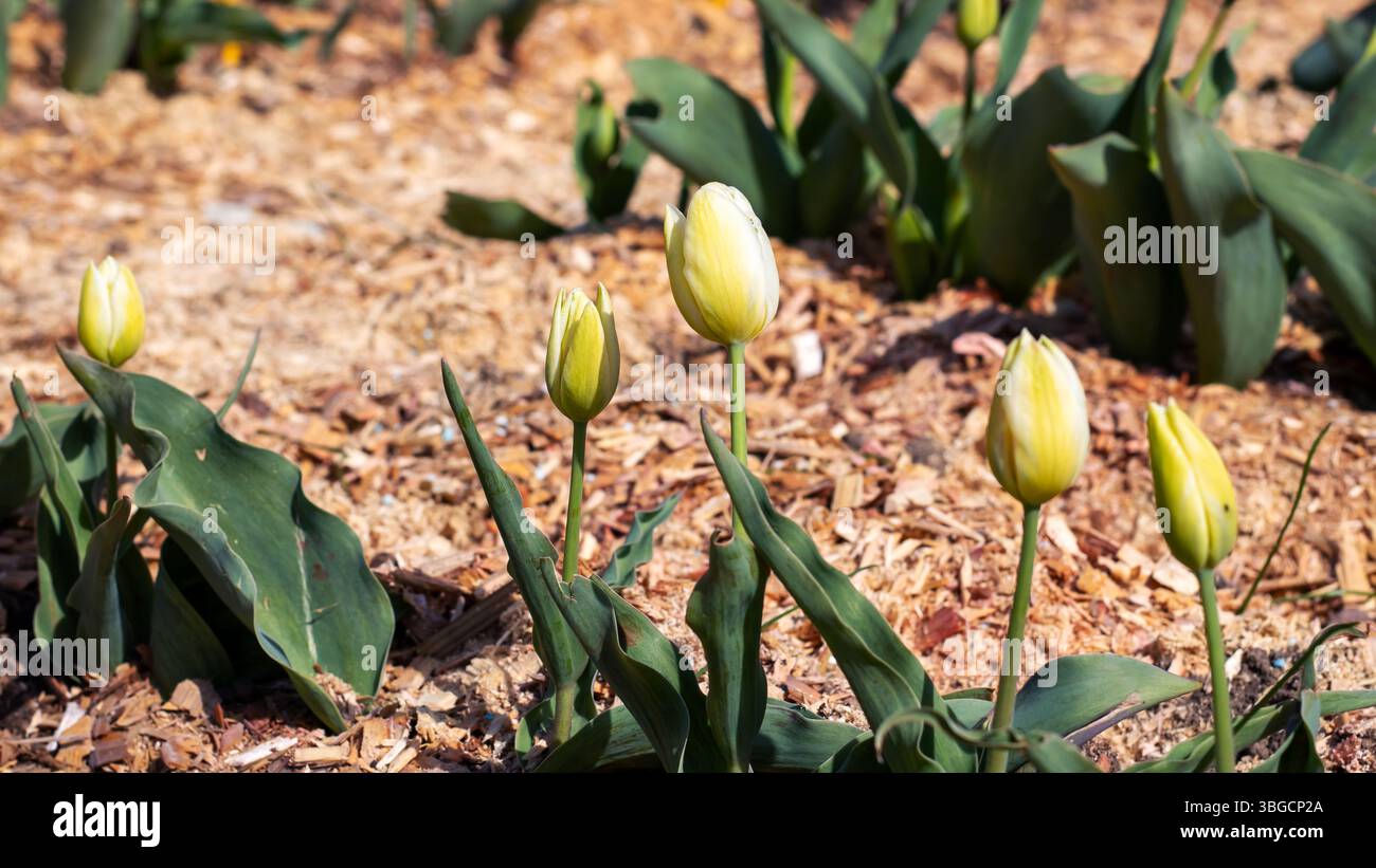 Ein wunderschöner Strang leuchtender gelber Tulpen blüht und wächst in einem schönen Garten, der die Schönheit der Natur in diesem Frühjahr zeigt Stockfoto