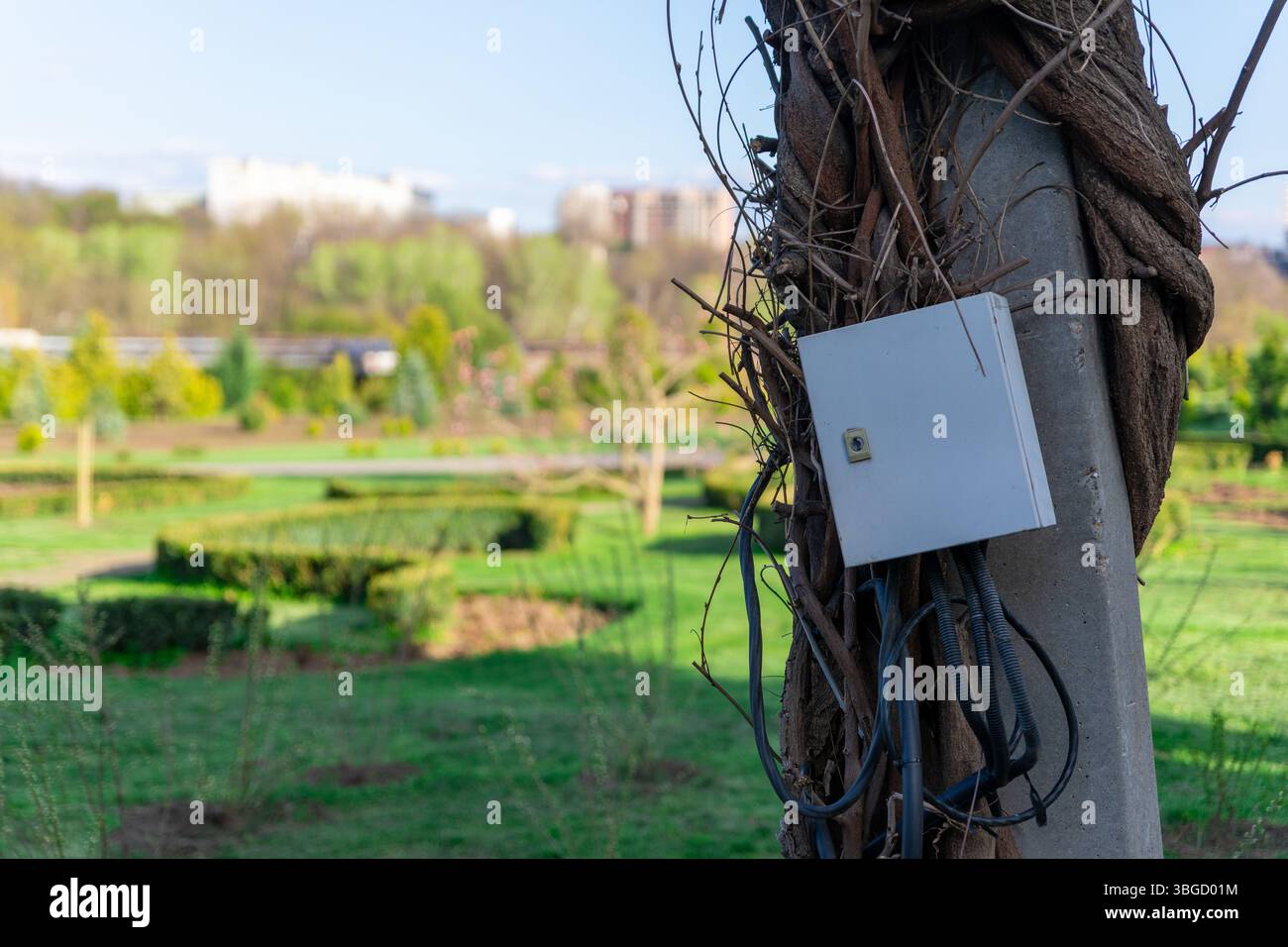 Versorgungskasten für den Außenbereich, montiert auf einem Betonmast, umhüllt von Reben, mit einem grünen Landschaftsgarten und entfernten Gebäuden im Hintergrund. Stockfoto