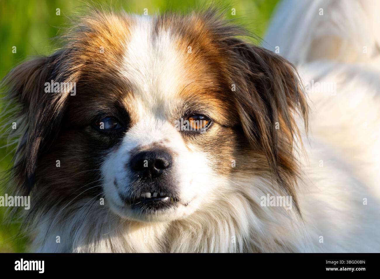 Nahaufnahme eines kleinen flauschigen Hundes mit weißem und braunem Fell, der mit intensiven, bernsteinfarbenen Augen direkt in die Kamera blickt. Stockfoto