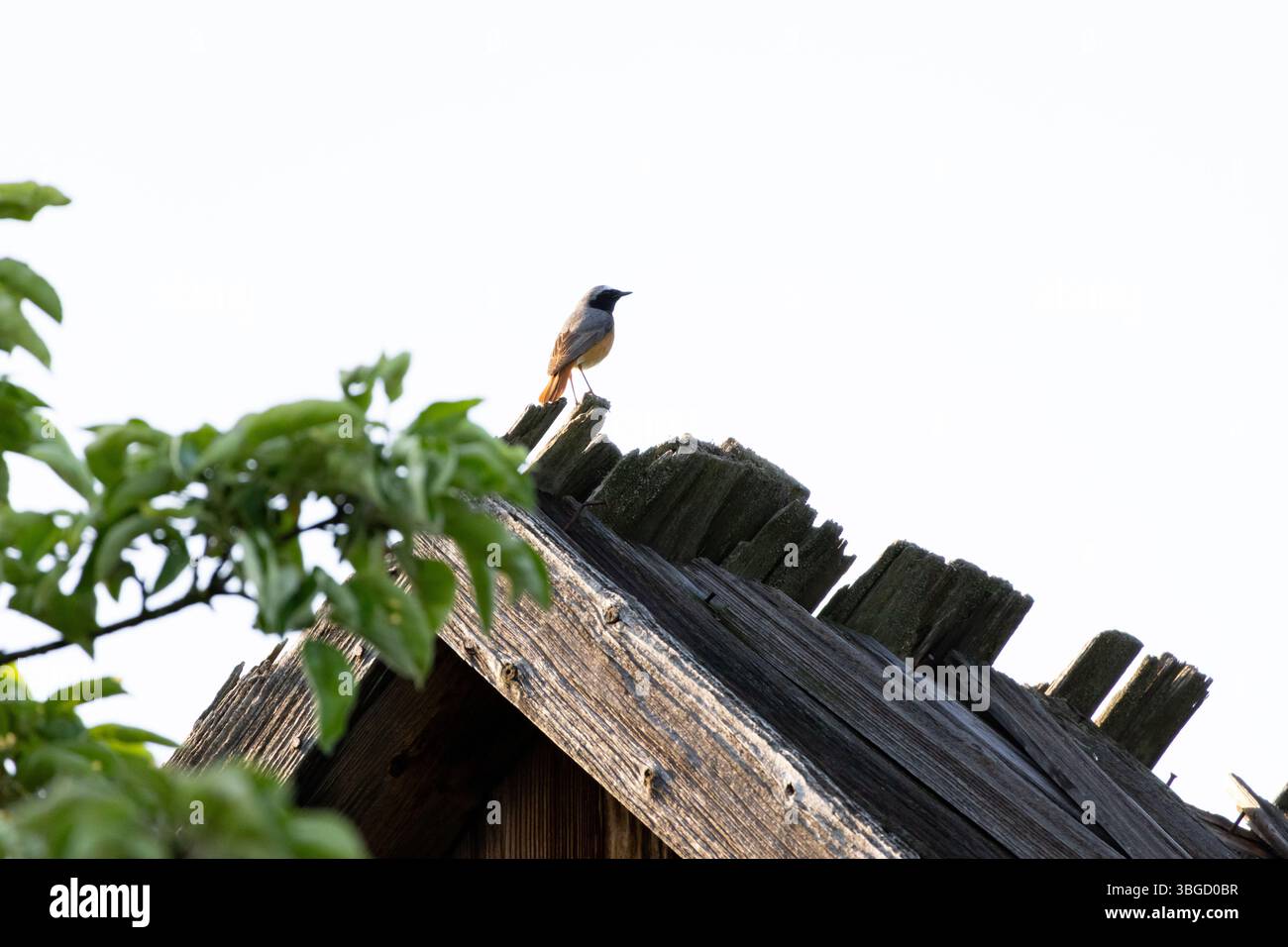 Kleiner Vogel auf verwittertem Holzdach in hellem Licht. Detaillierte Silhouette und natürlicher Lebensraum in der goldenen Stunde Stockfoto