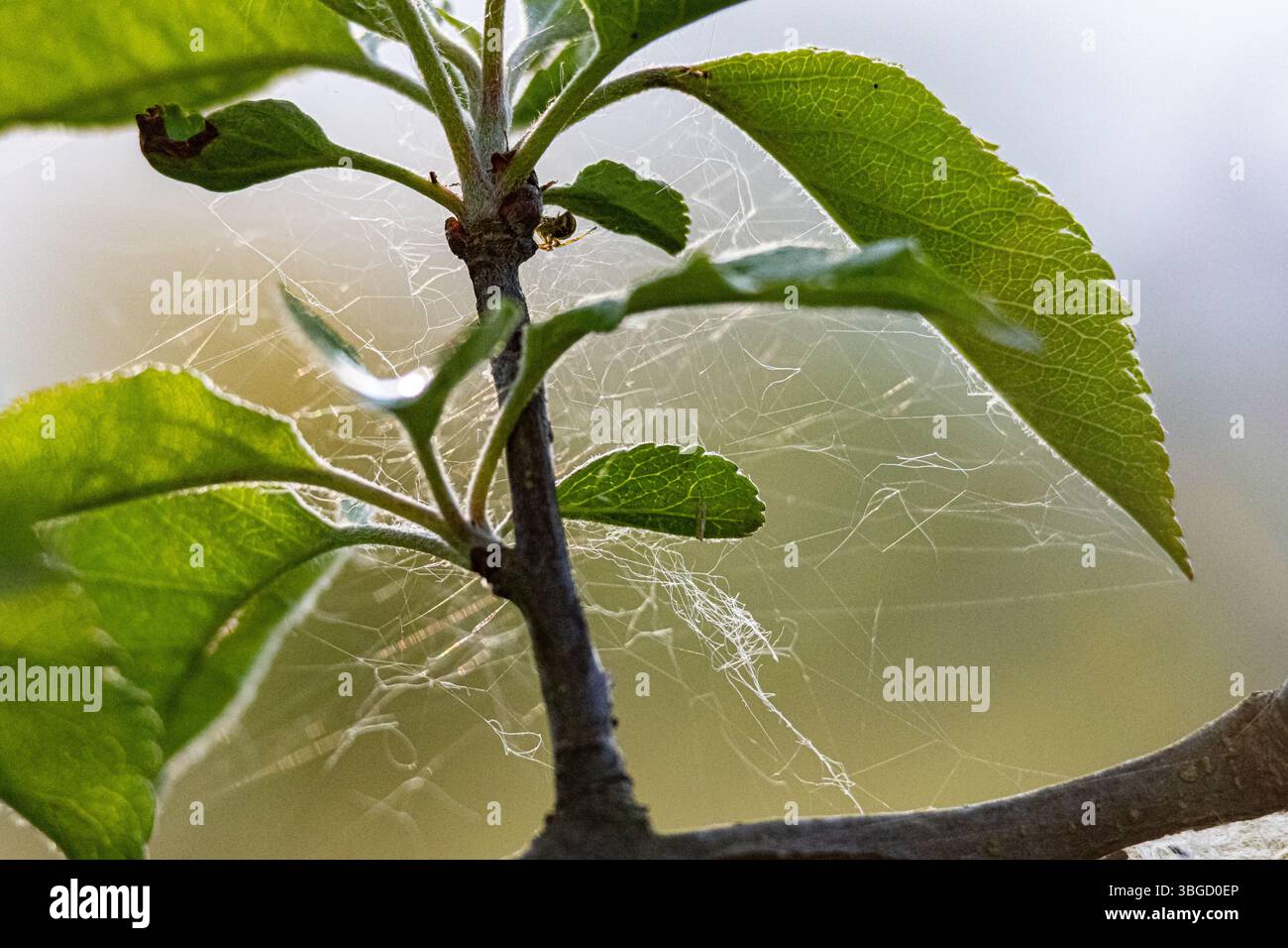 Makrobild von Spinnennetzen auf einem kleinen Baumzweig zwischen frischen grünen Blättern, beleuchtet durch Sonnenlicht. Stockfoto