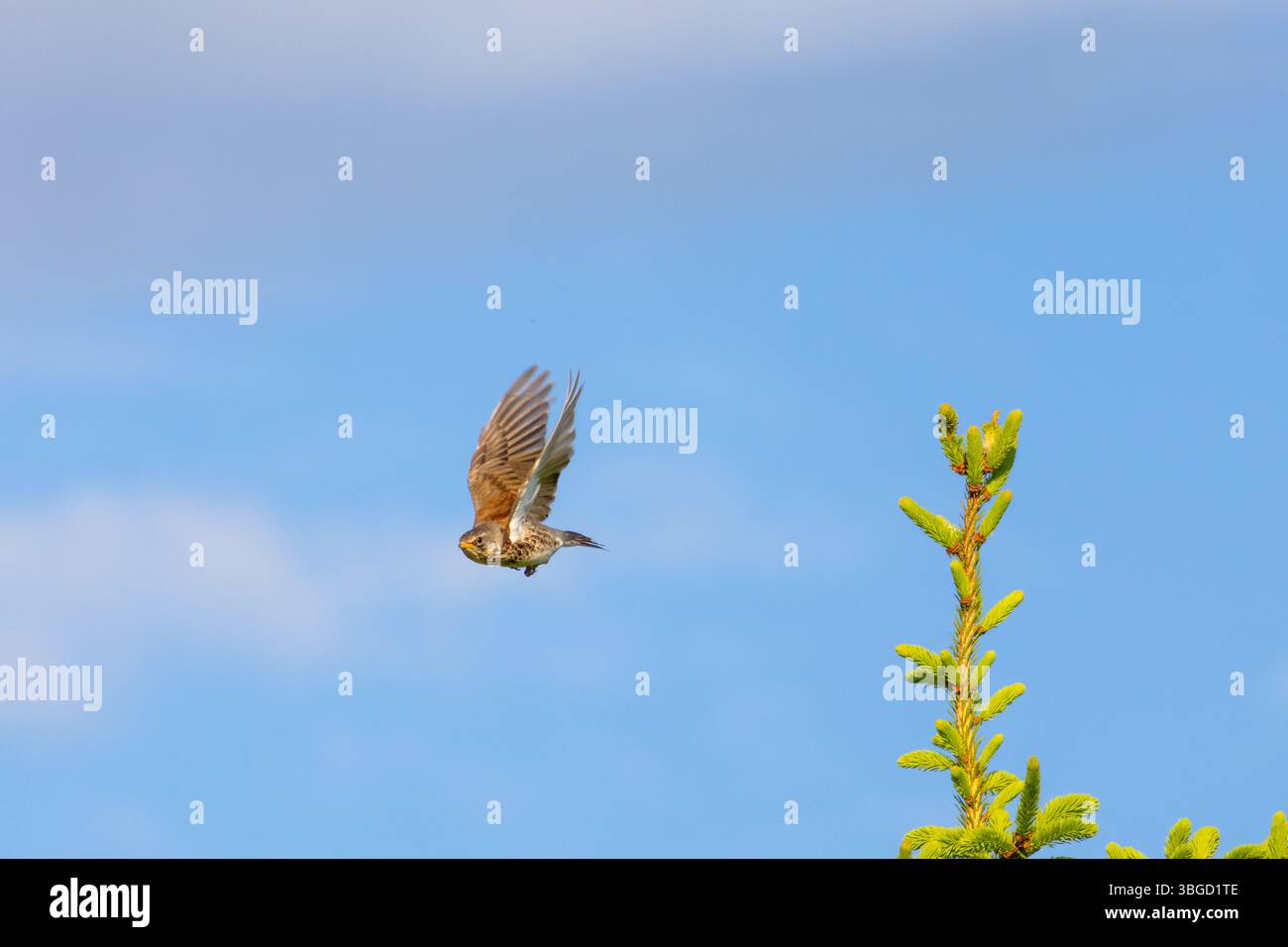 Eine scharfe Aufnahme eines Feldvogels im aktiven Flug über einem Fichtenzweig mit leuchtend blauem Himmel Hintergrund Stockfoto